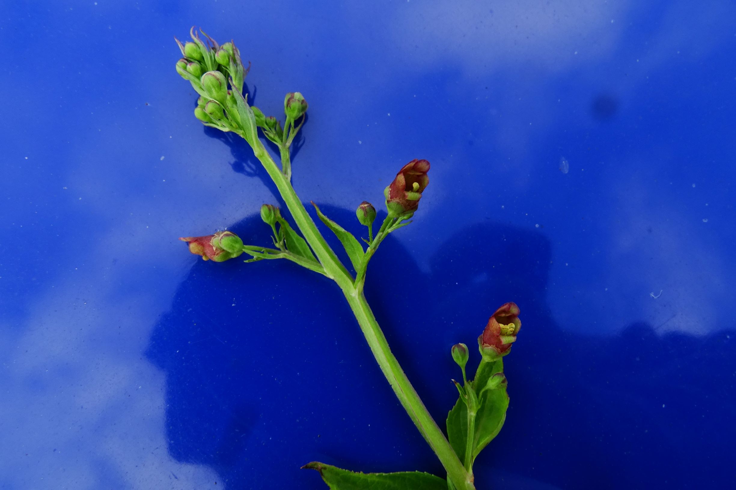 DSC08644 scrophularia u. umbrosa leitha unterhalb gattendorf, 2020-09-30 - Kopie.JPG
