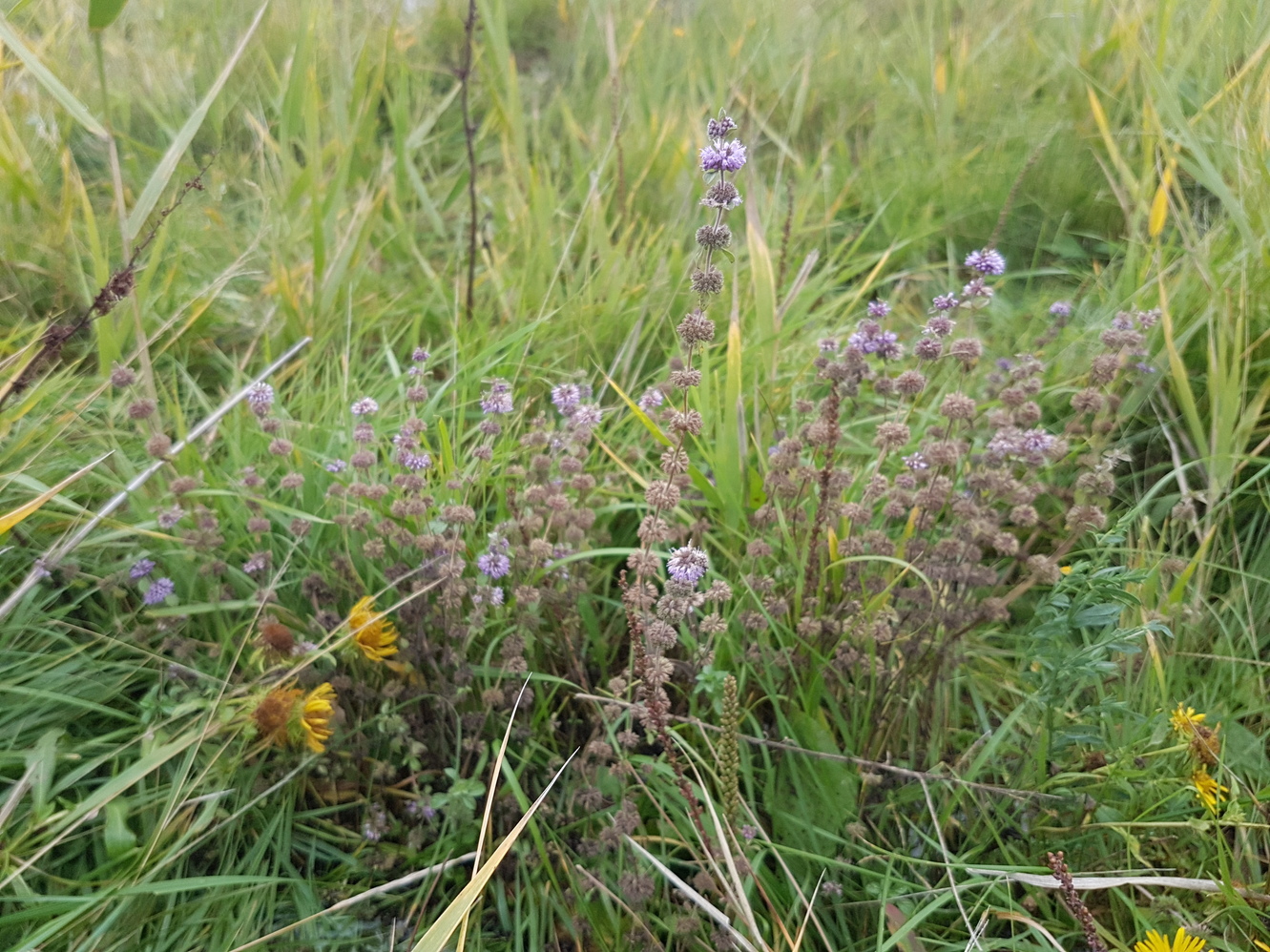 20170923_170552.jpg
