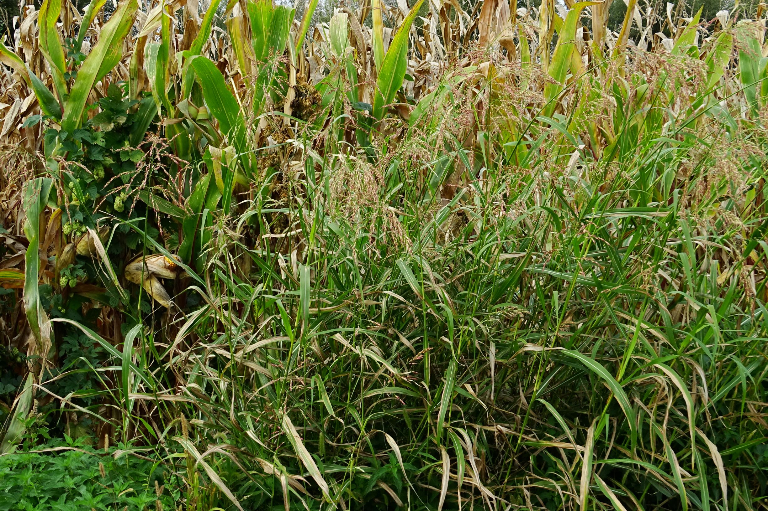 DSC08730 leithaauen bei zurndorf, sorghum halepense, humulus lupulus.JPG