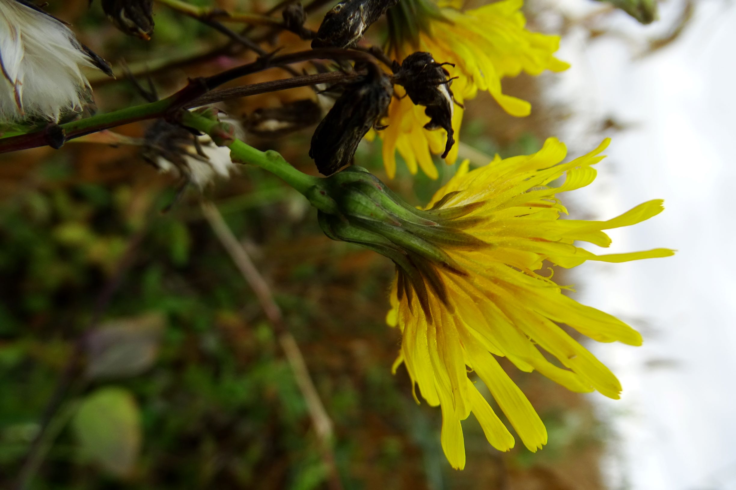 DSC08815 leithaauen bei zurndorf, sonchus arvensis uliginosus.JPG