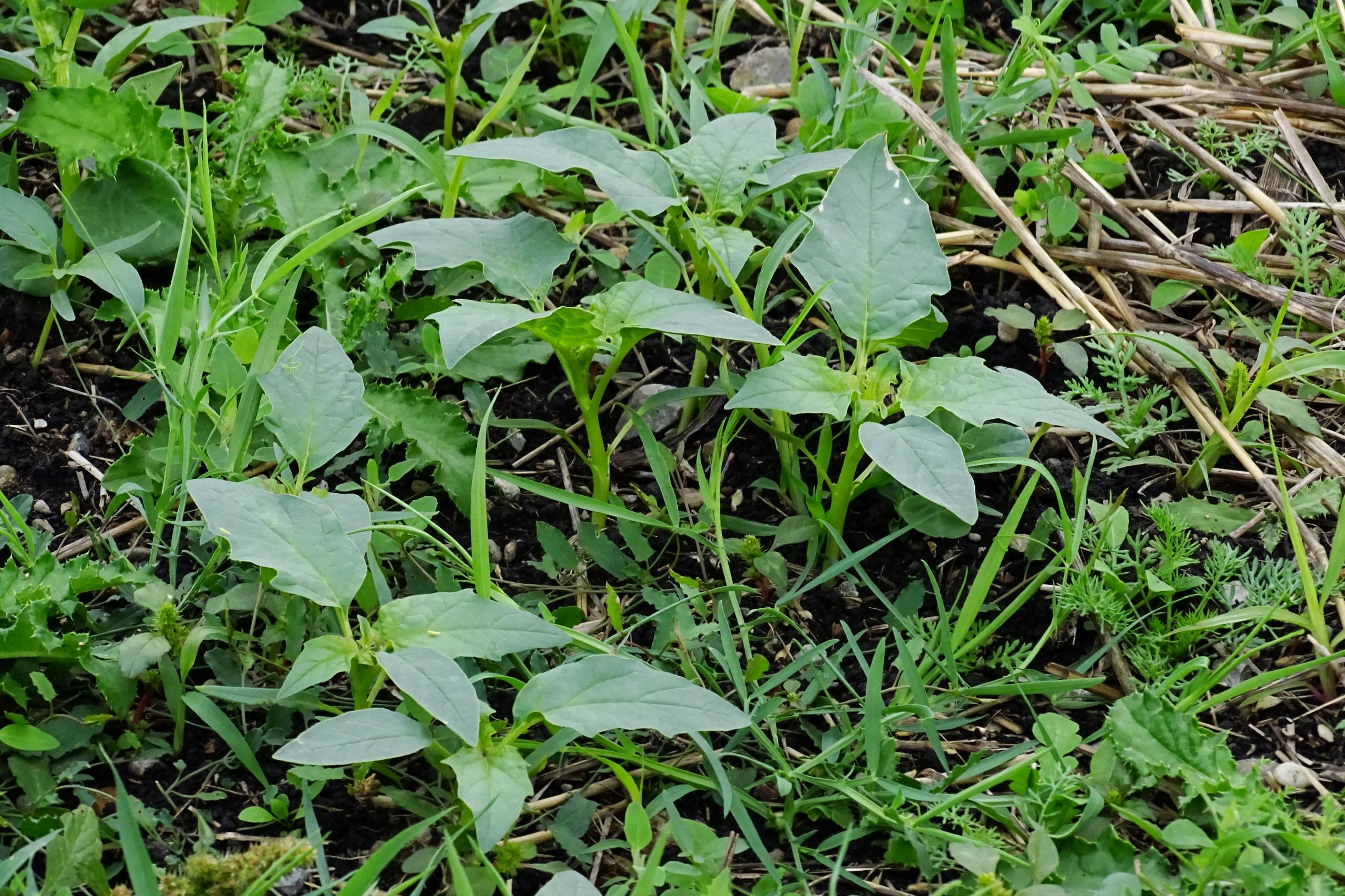 DSC08829 leithaauen bei zurndorf, datura stramonium.JPG