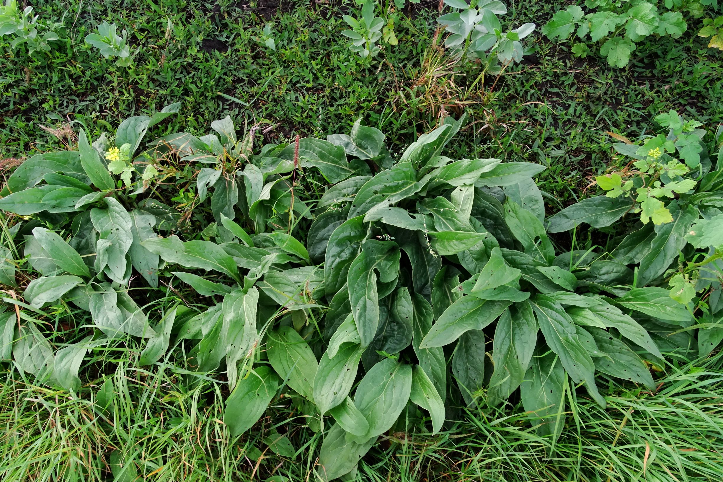 DSC08849 leithaauen bei zurndorf, cf. cynoglossum officinale.JPG