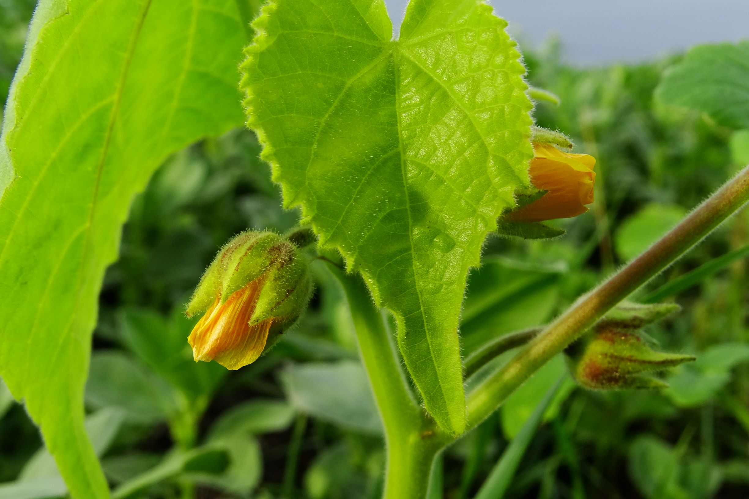 DSC08862 leithaauen bei zurndorf, abutilon theophrasti.JPG