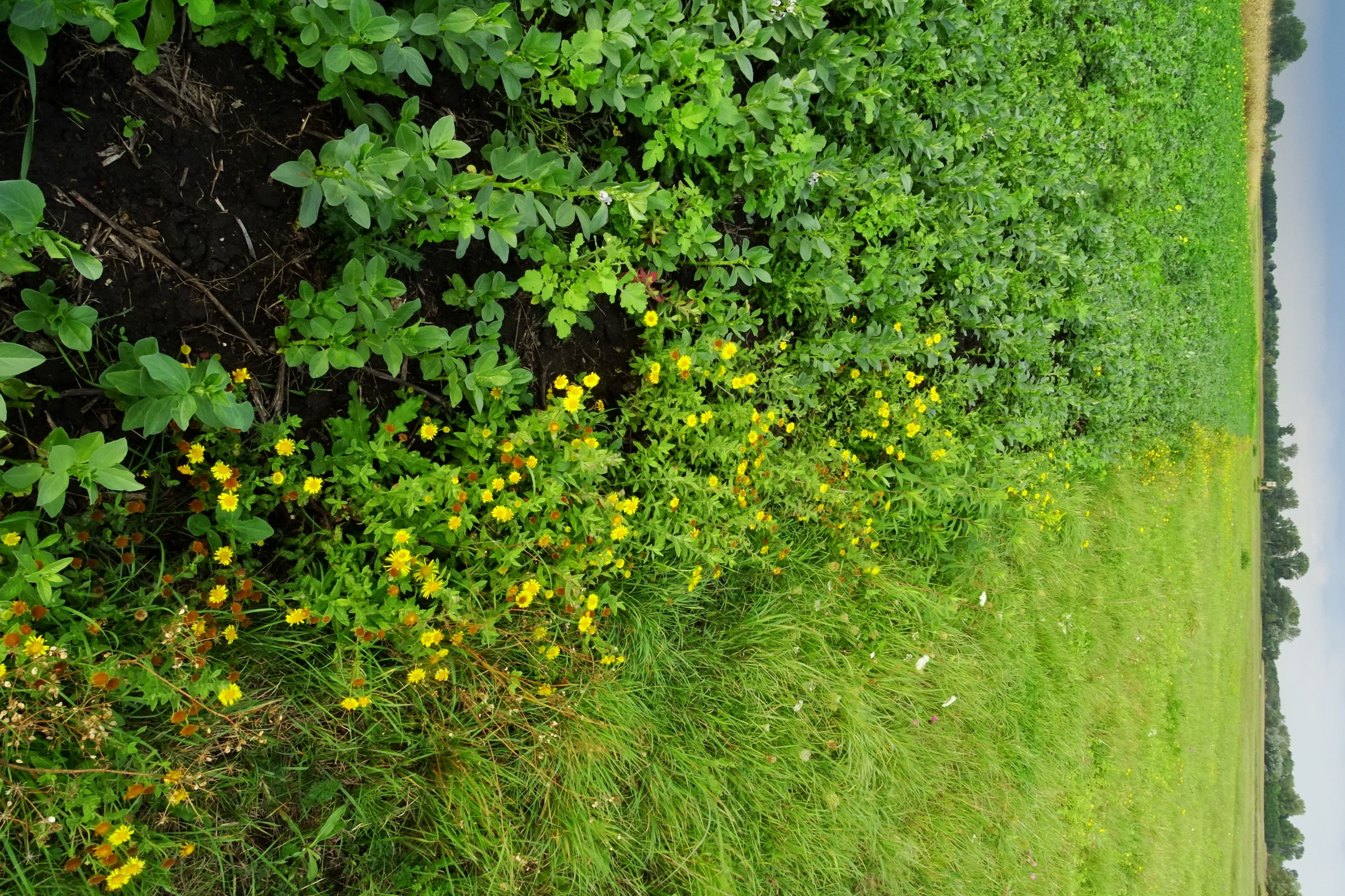 DSC08920 leithaauen bei zurndorf, pulicaria dysenterica.JPG