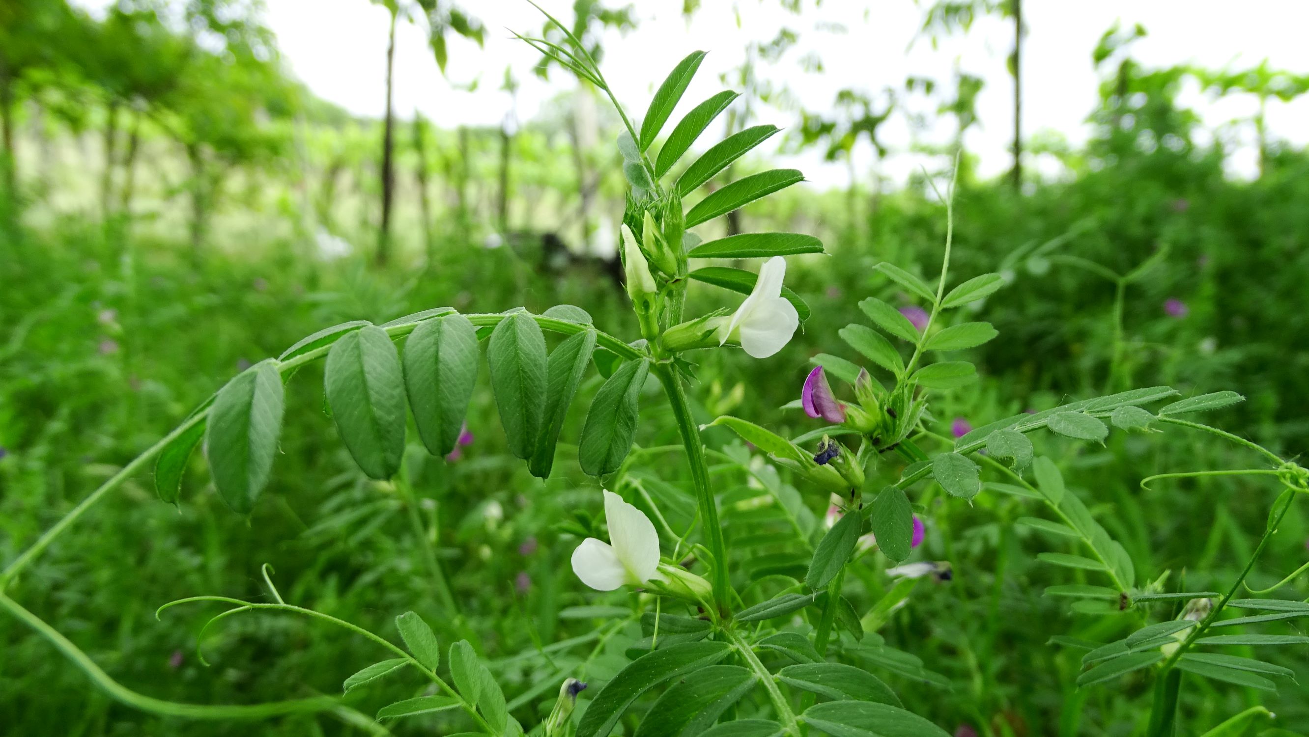 DSC03770 vicia angustifolia albino spitzerberg.JPG