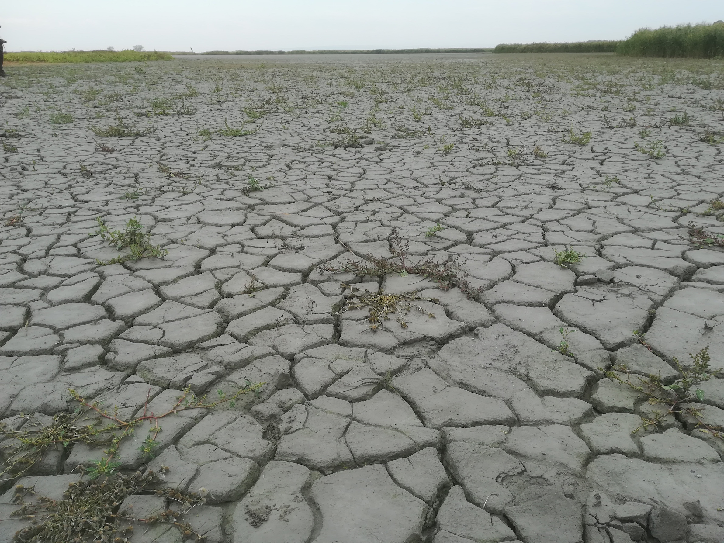 seewinkel_östliche wörtenlacke_20170923_133602.jpg