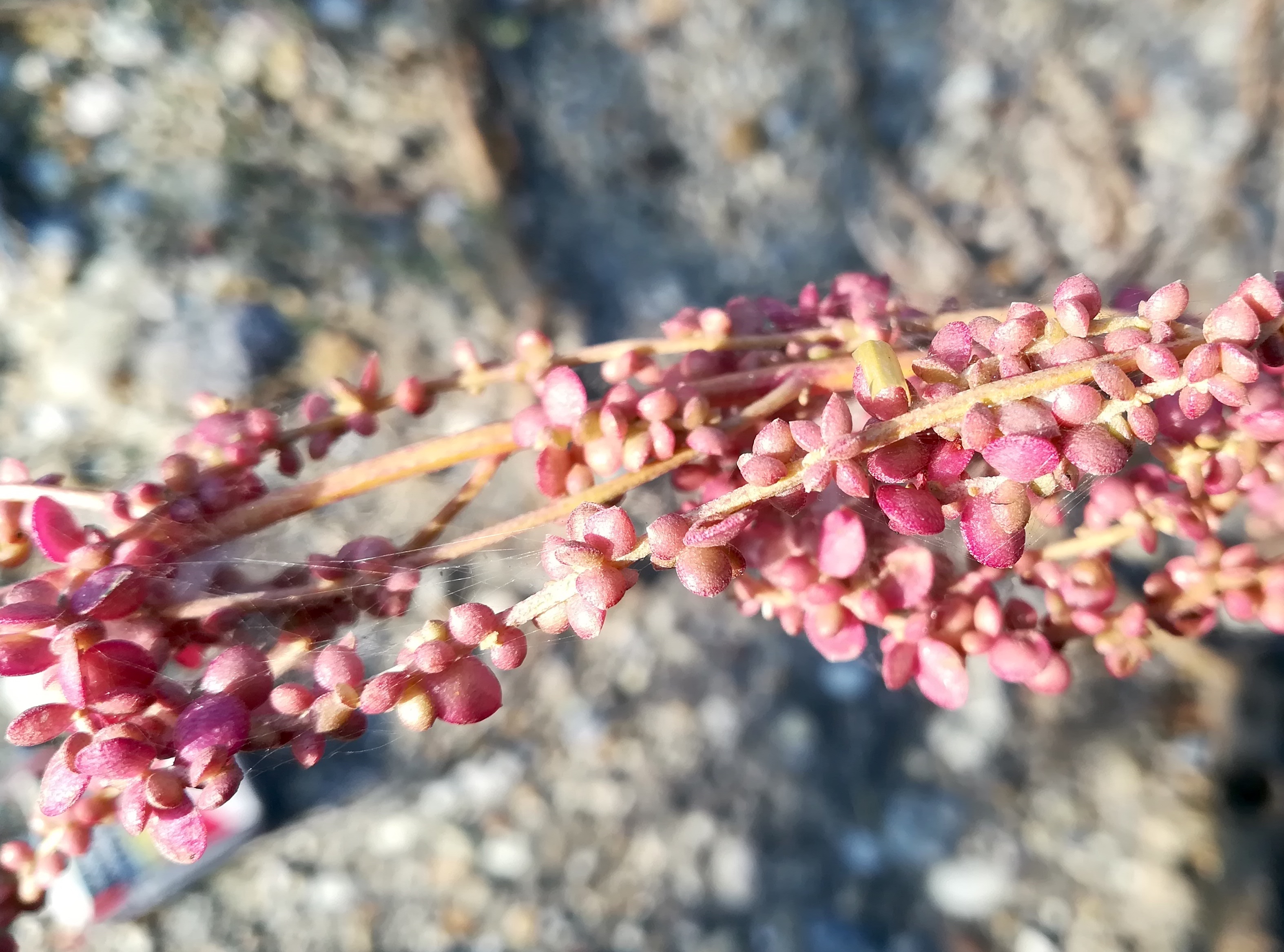 atriplex micrantha B10 zw. raffinerie schwechat und flughafen_20201002_094147.jpg