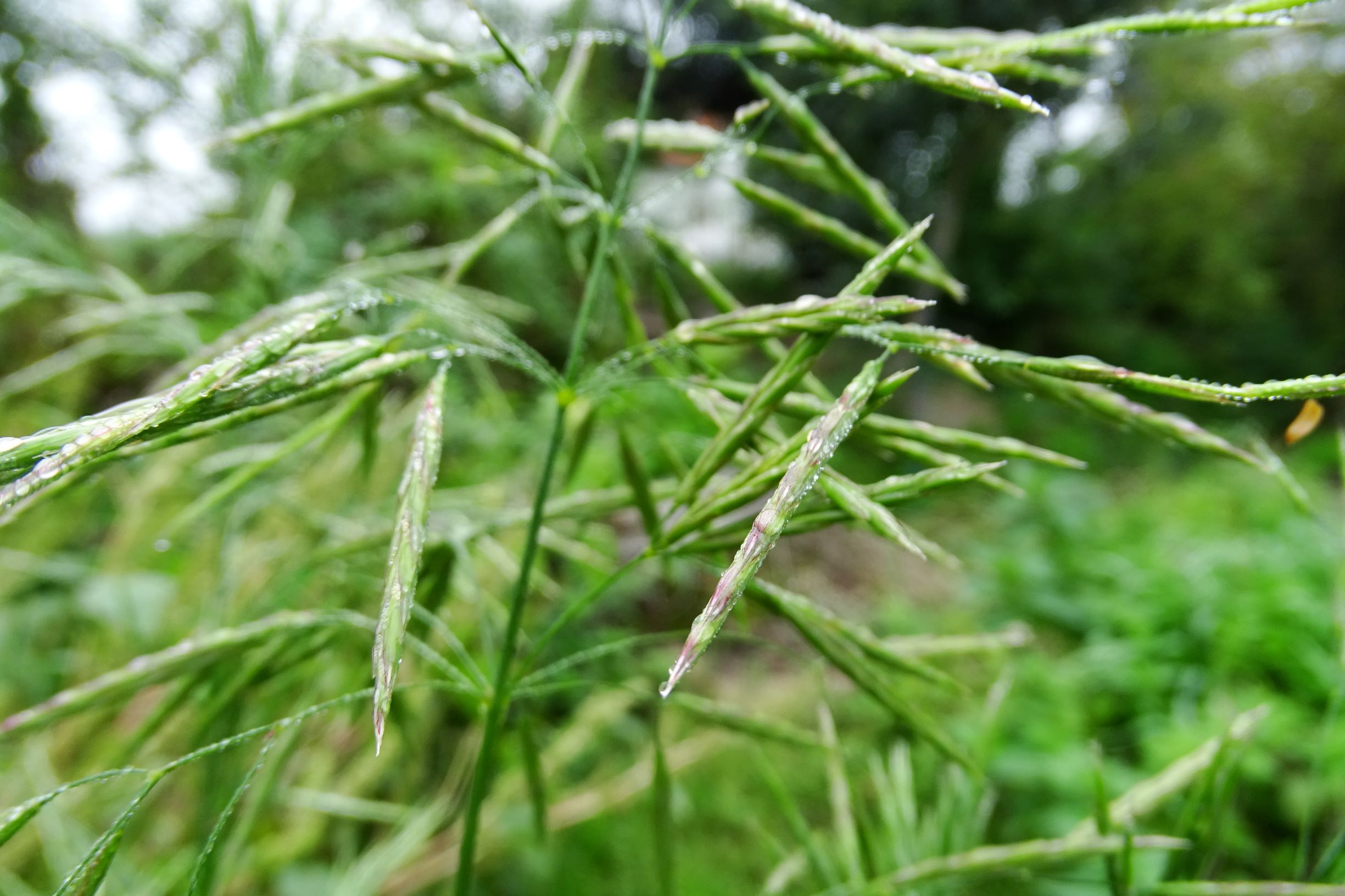 DSC09843 bromus sp..JPG