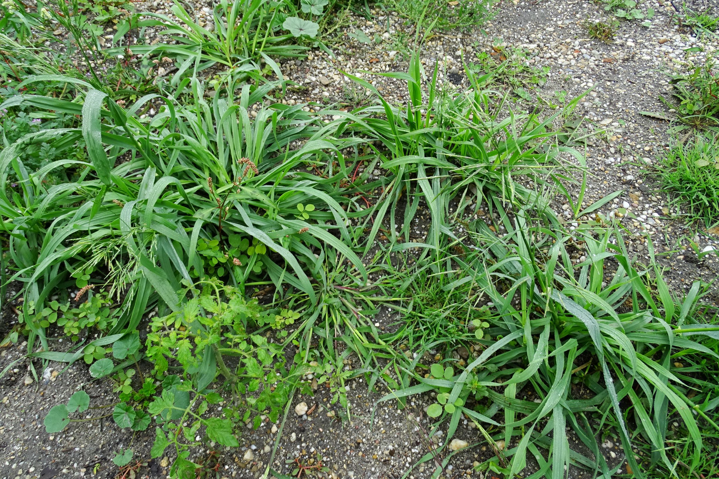 DSC09845 bromus sp..JPG