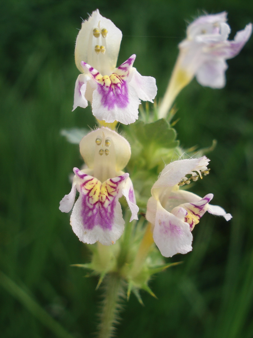 Galeopsis    K-Drasendorf.bei.Klagenfurt.15.09.20.JPG