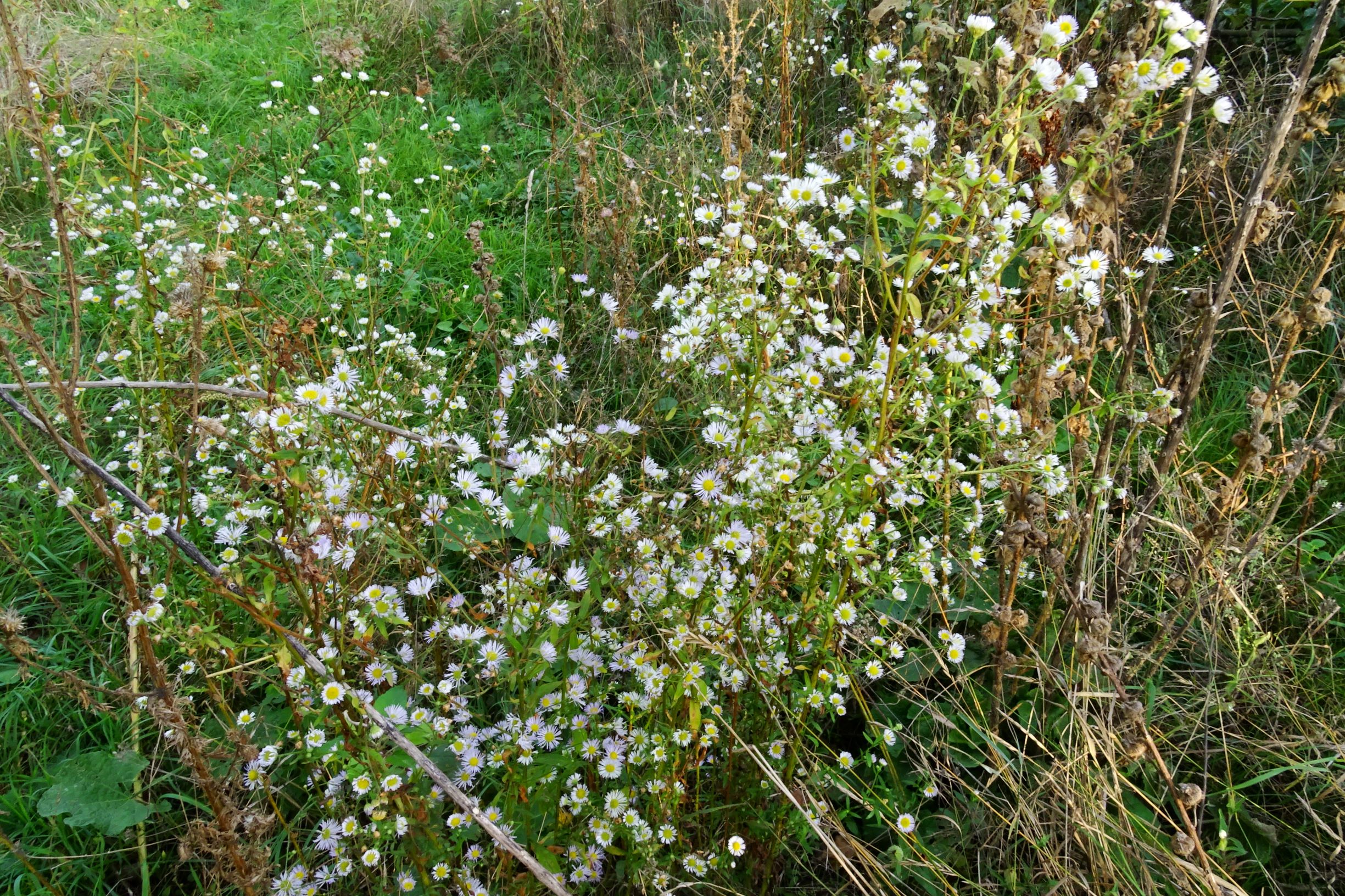 DSC09997 prell-mitte erigeron annuus, 2 sippen.JPG