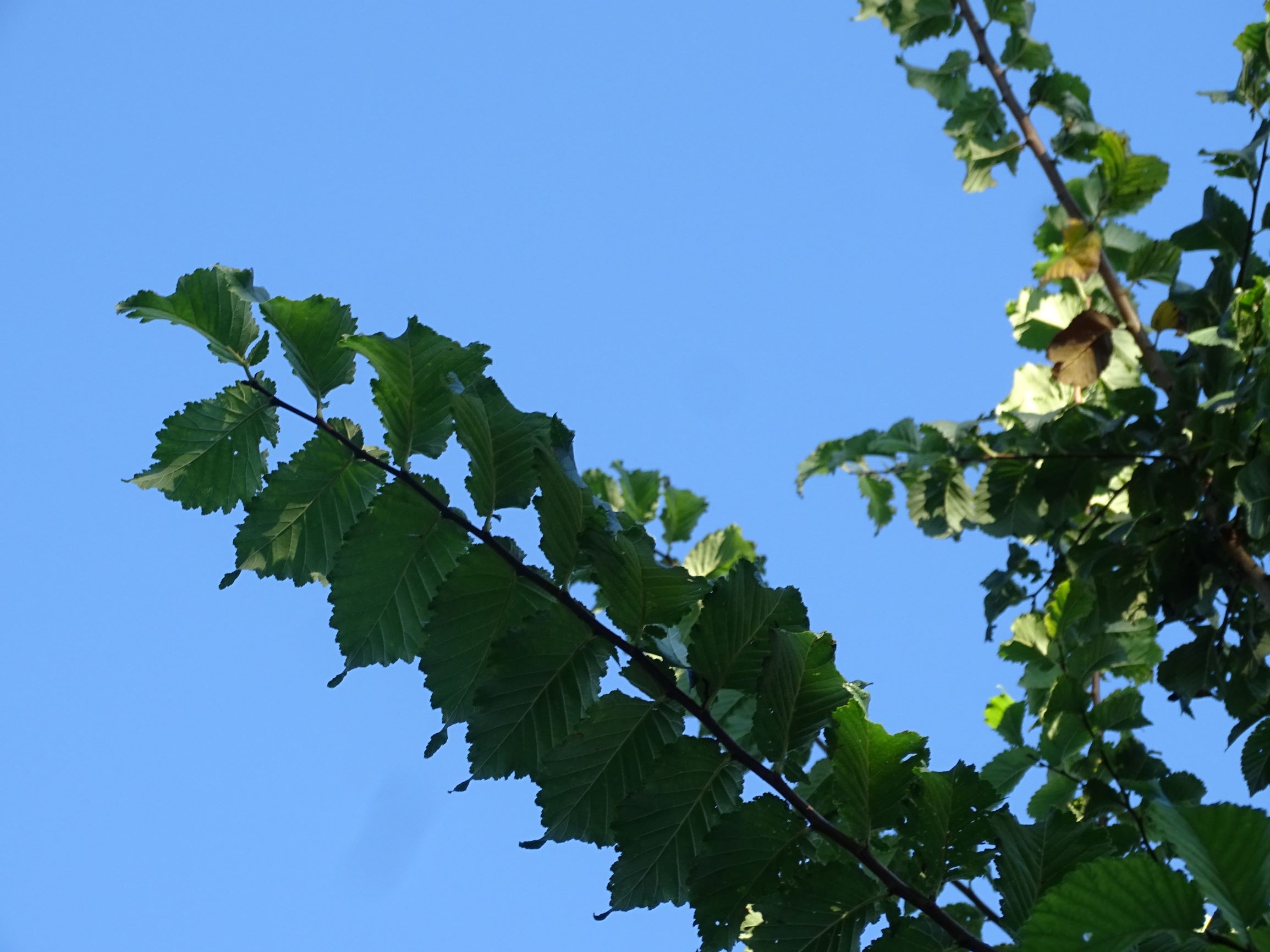 DSC00086 prell-SO ulmus minor.JPG