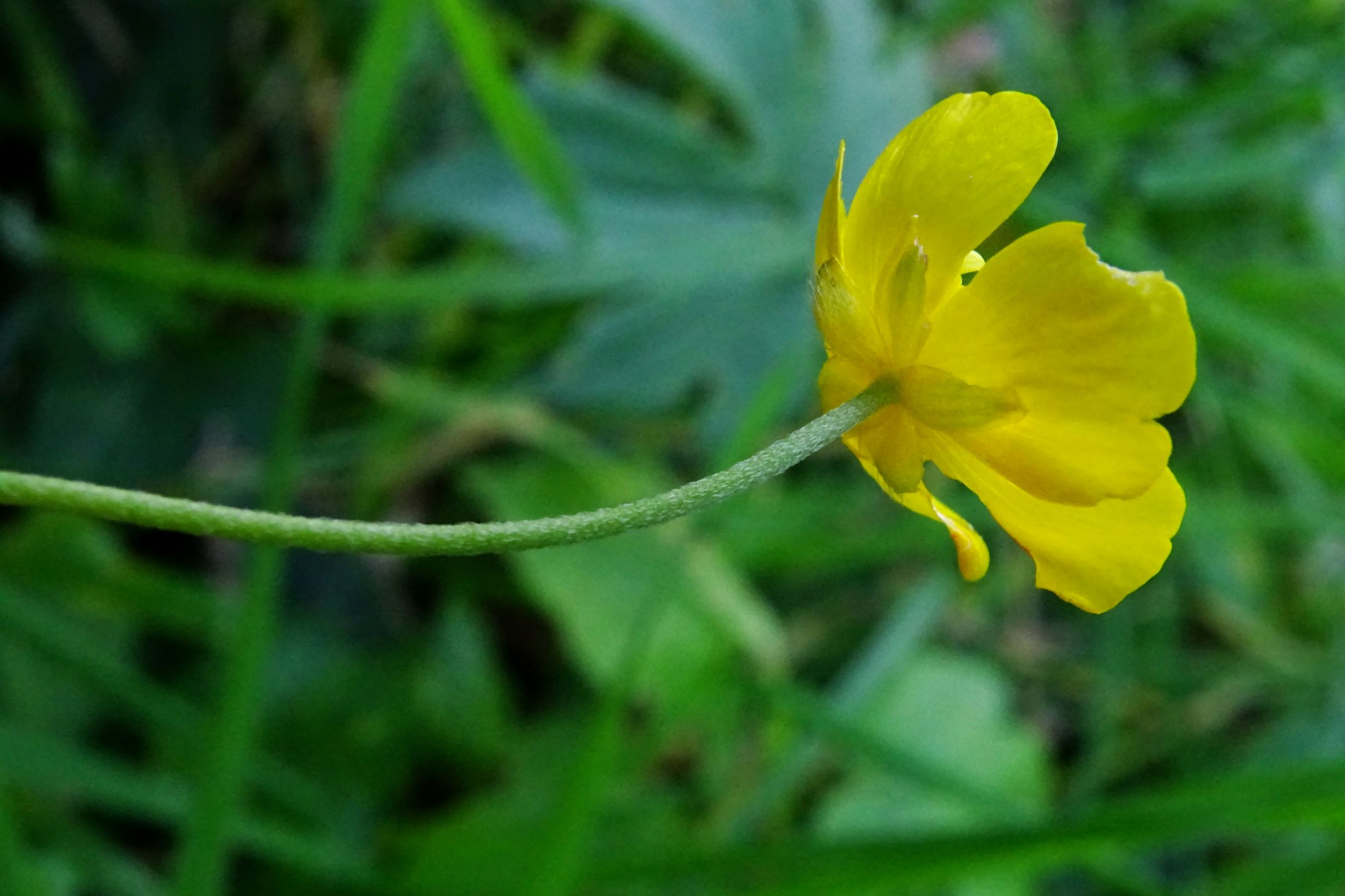 DSC00160 prell-SO ranunculus cf. polyanthemos agg..JPG