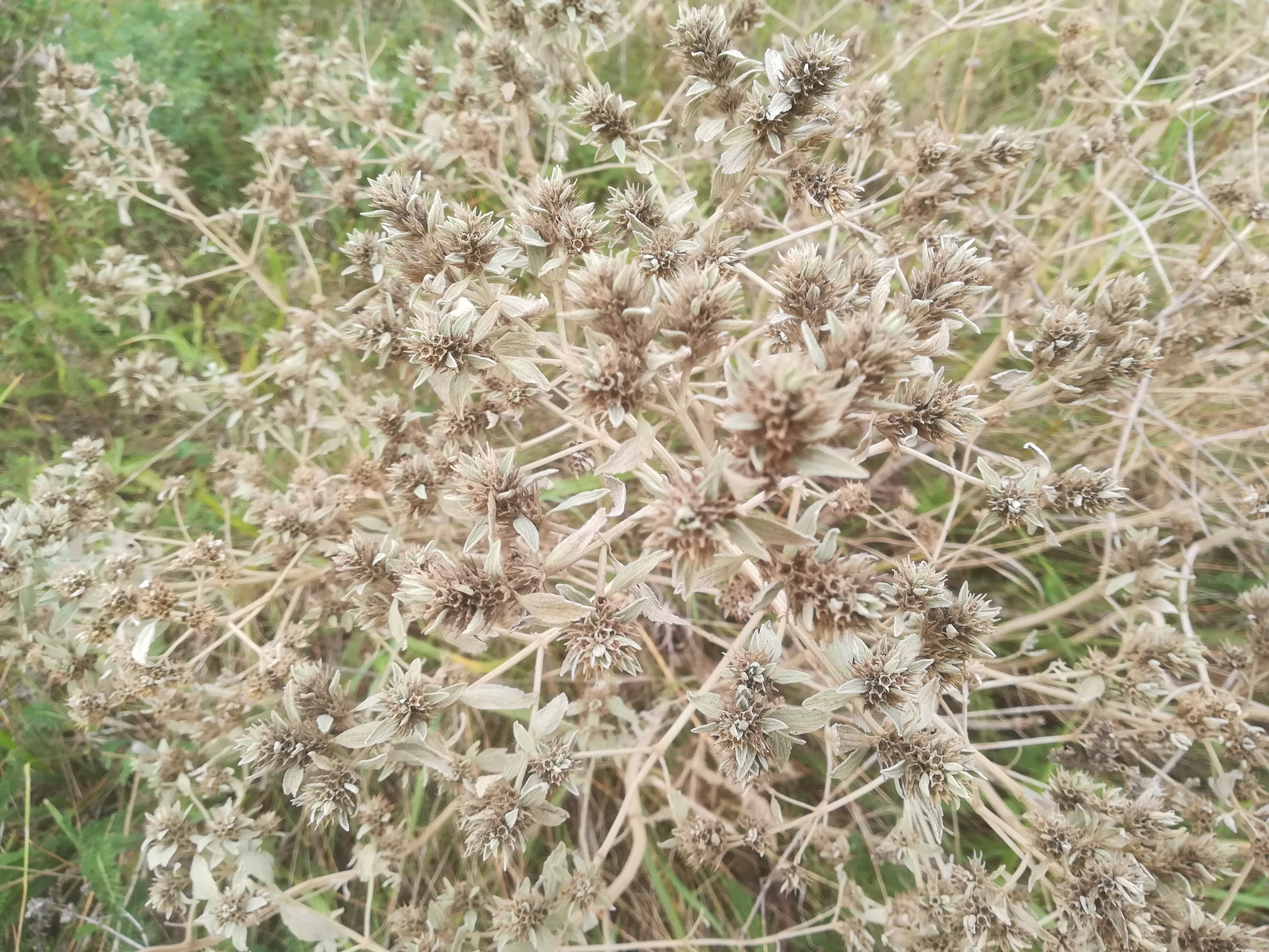 seewinkel_SW lange lacke_marrubium peregrinum_20170923_153752.jpg