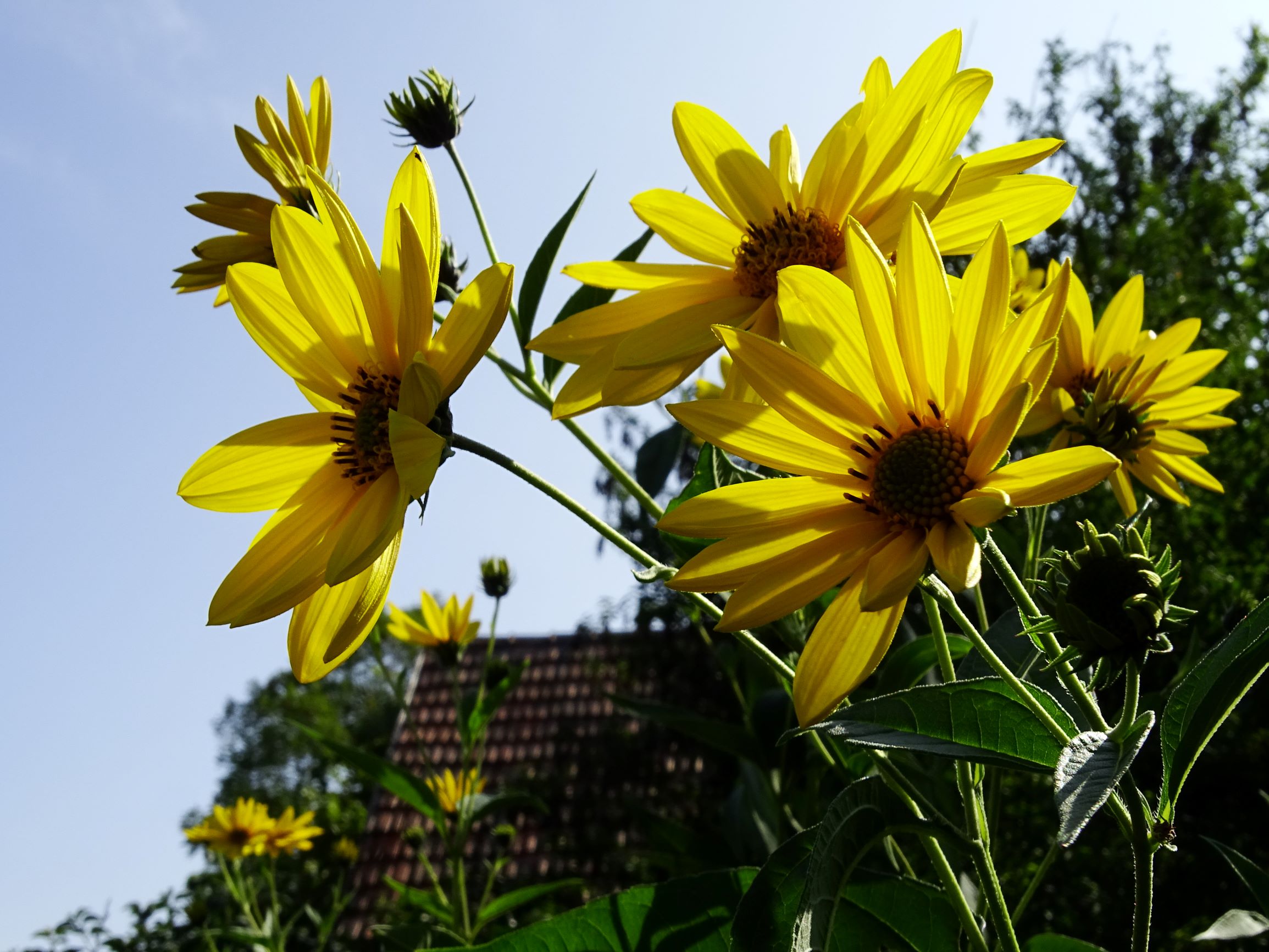 DSC07454 prell-mitte helianthus tuberosus.JPG