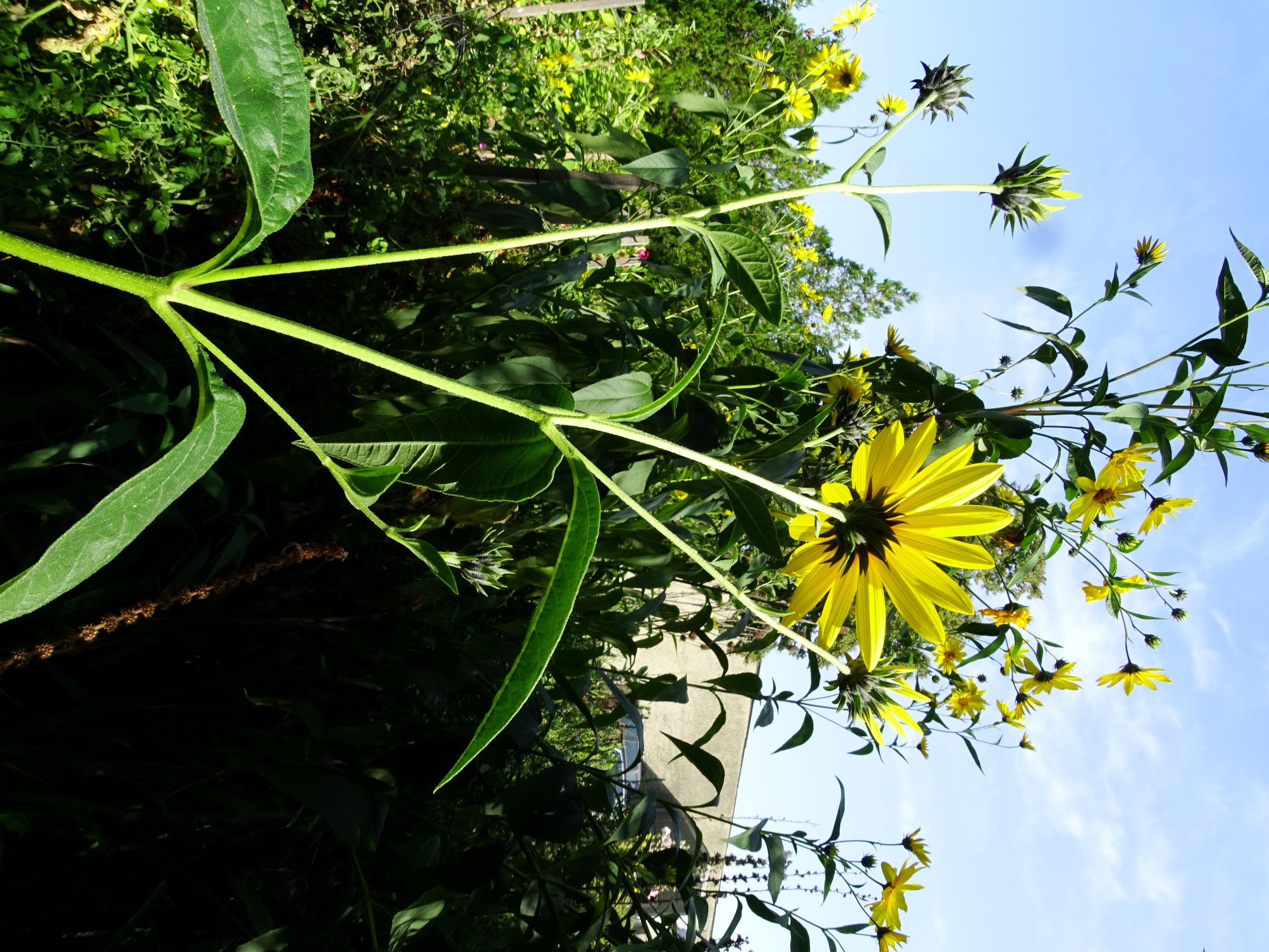 DSC07472 prell-mitte helianthus tuberosus.JPG