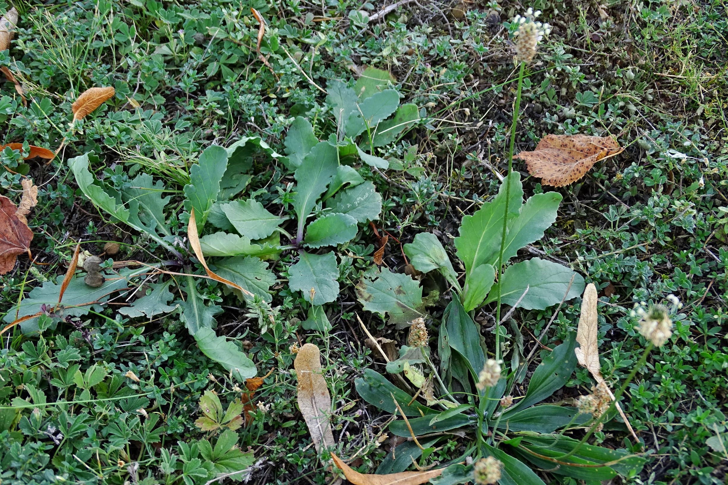 DSC07919 prell-nw senecio jacobaea, plantago lanceolata, thymus cf. pracox, potentilla incana, petrorhagia sax., thymus kost..JPG