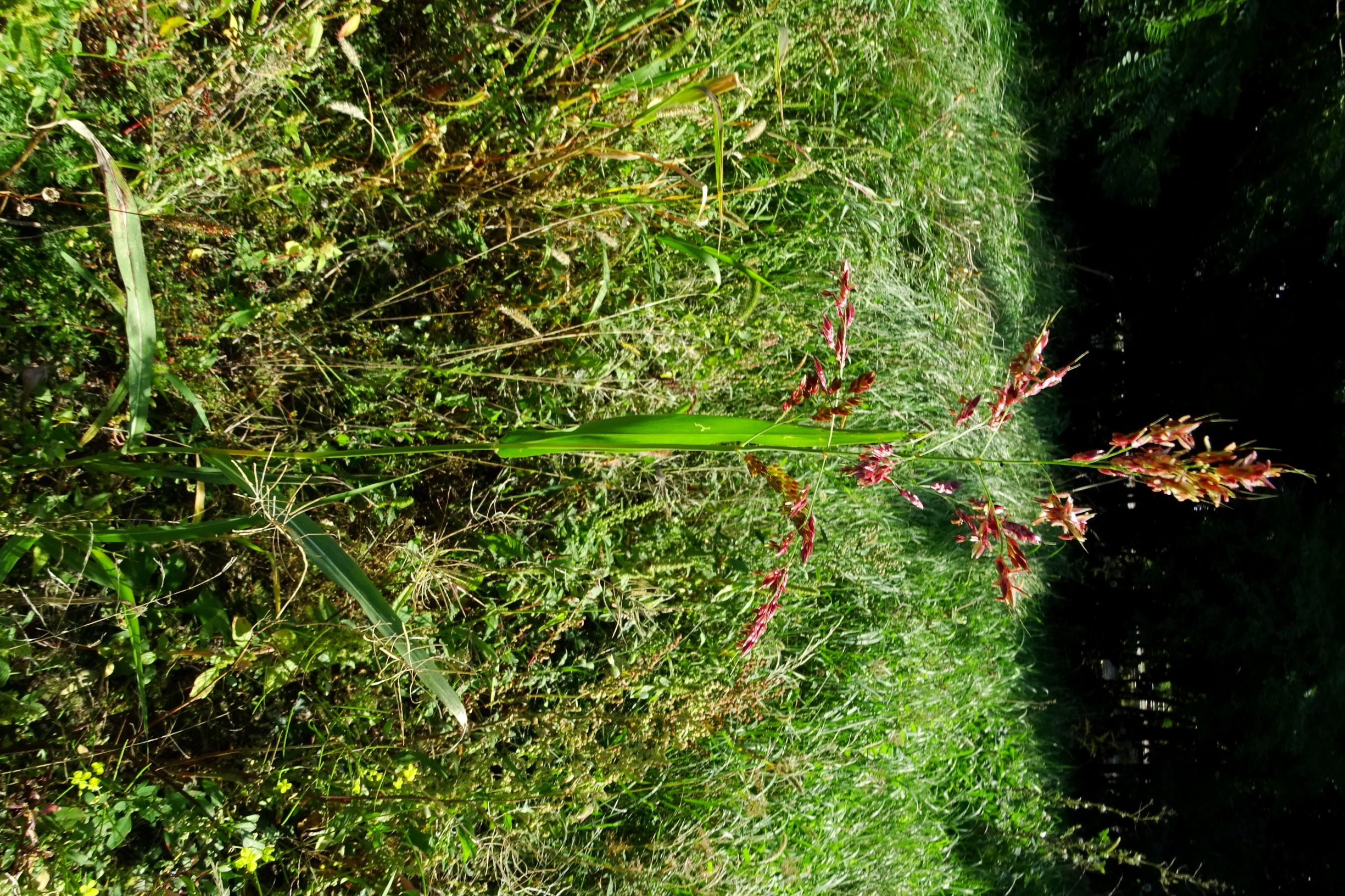 DSC07941 prell-NW sorghum halepense.JPG