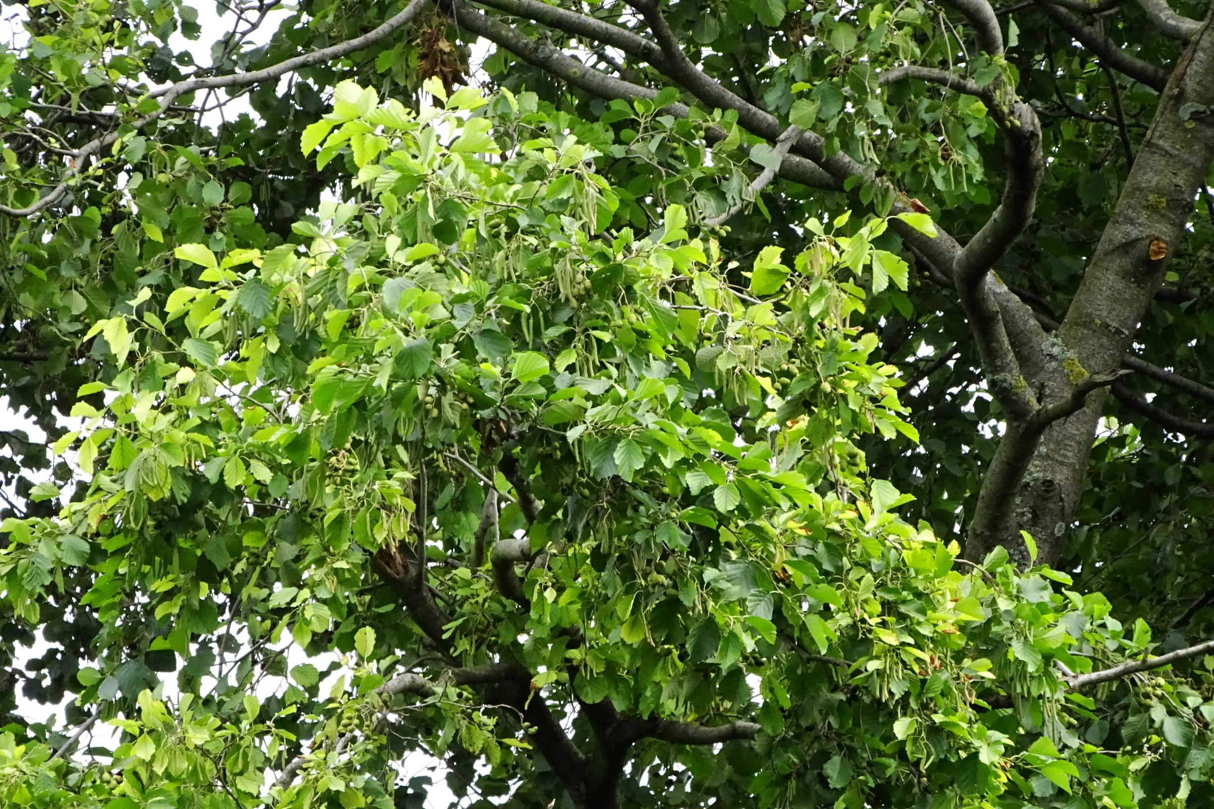 DSC09270 prell-W alnus incana.JPG