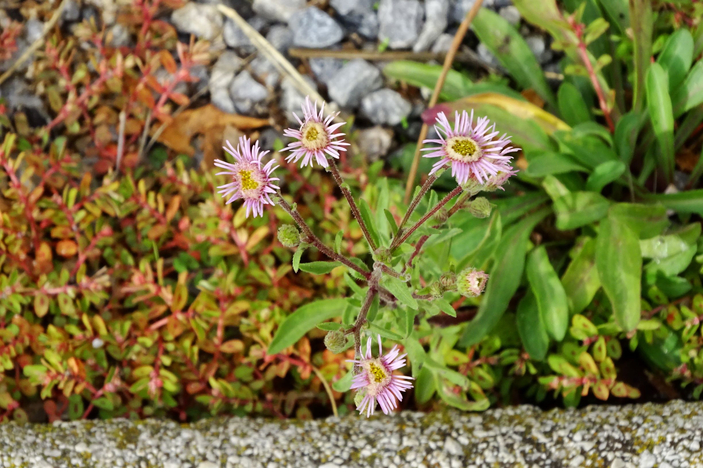 DSC09420 prell-mitte erigeron acris serotinus (selbes wie zuletzt).JPG