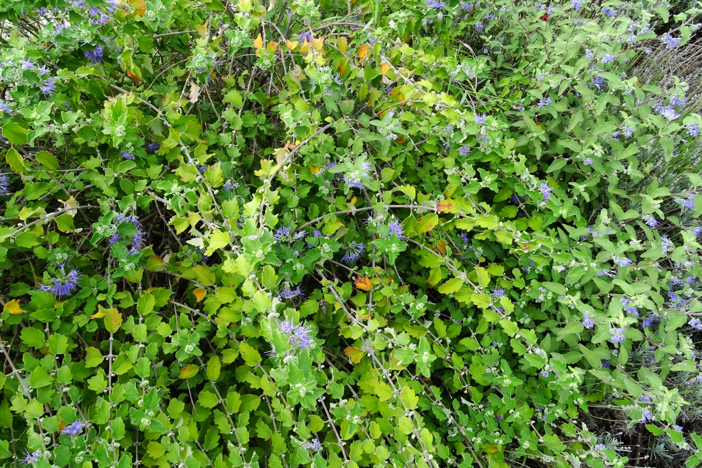 DSC09421 prell-mitte caryopteris x clandonensis.JPG