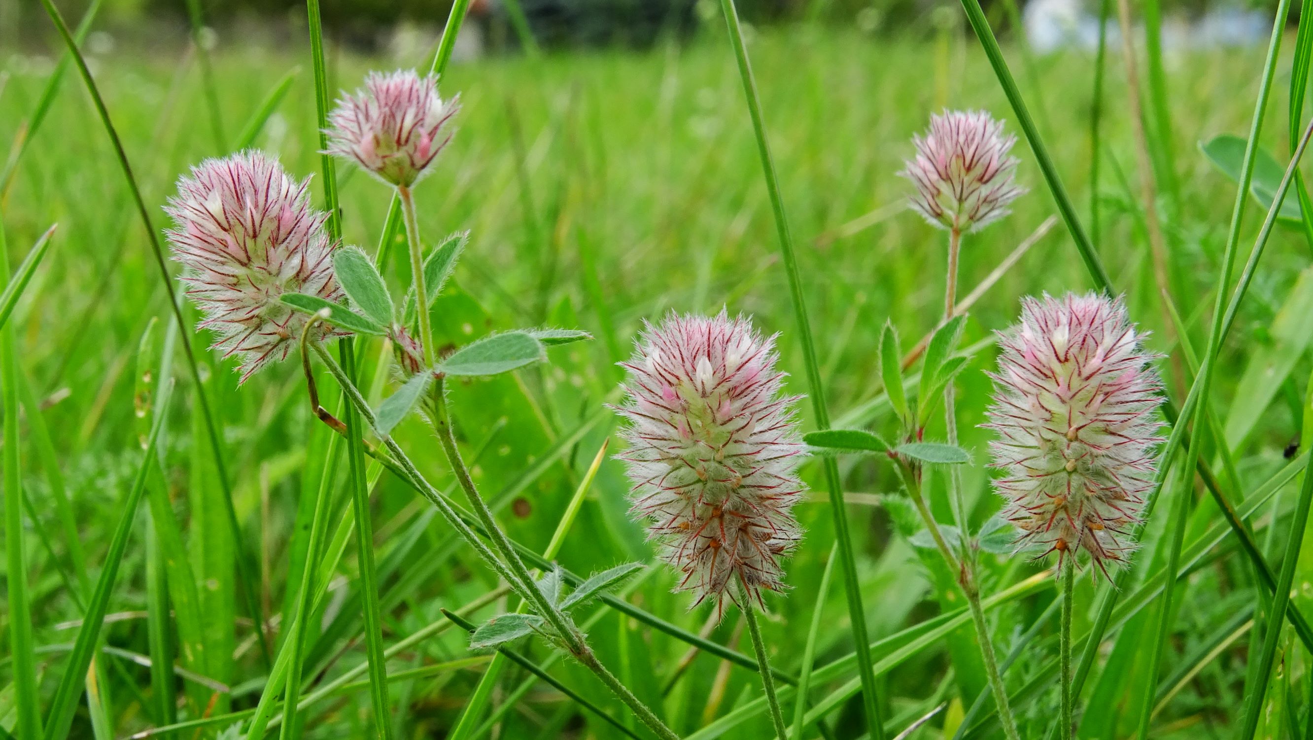 DSC09453 prell-mitte trifolium arvense.JPG