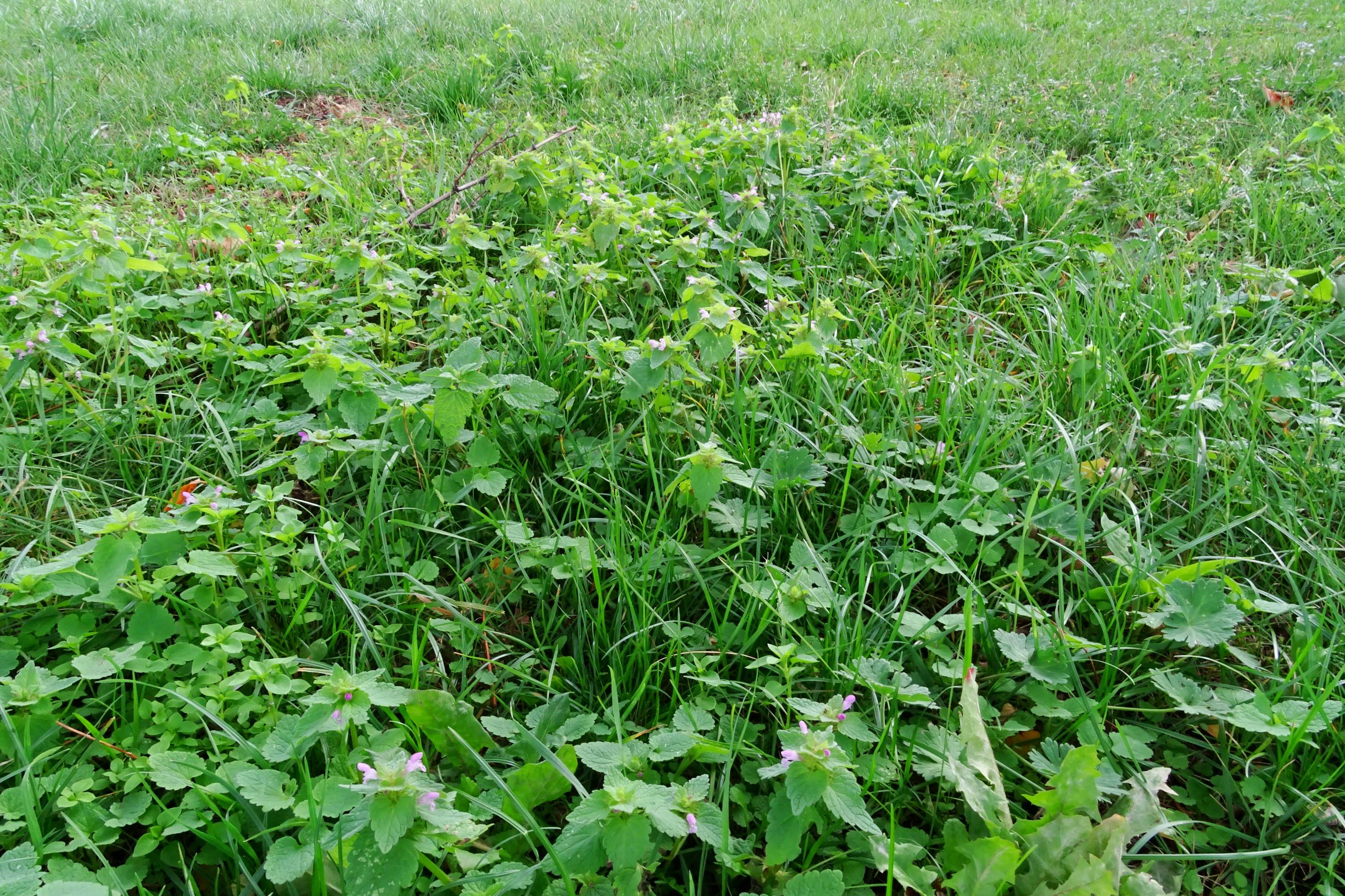 DSC09502 prell-mitte lamium purpureum.JPG