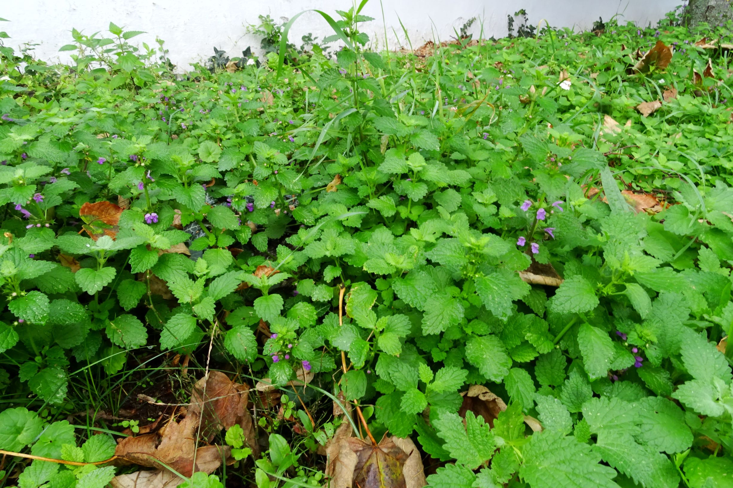 DSC09600 prell-SO lamium maculatum.JPG