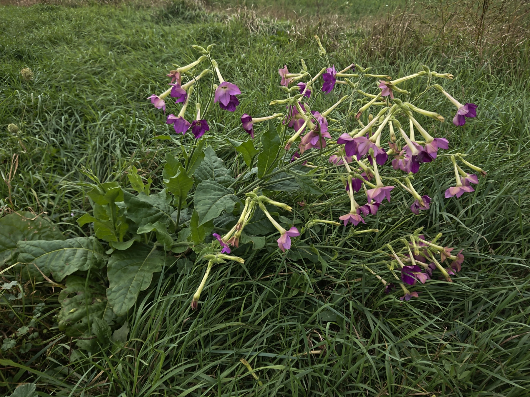 DSC_0691_bearbeitet Nicotiana.jpg