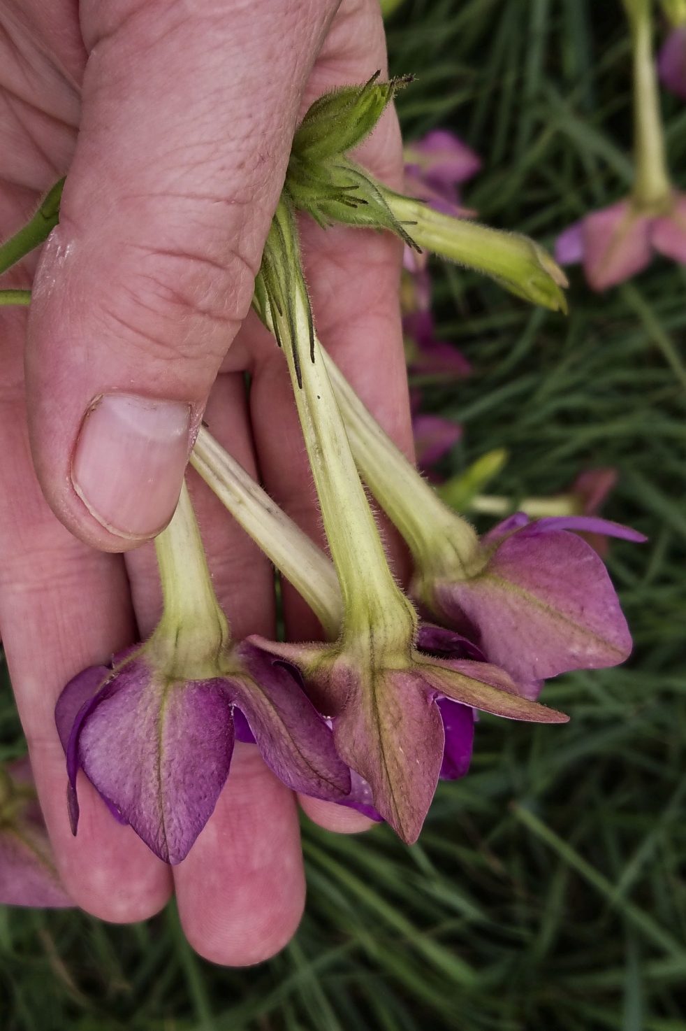 DSC_0694_bearbeitet Nicotiana.jpg