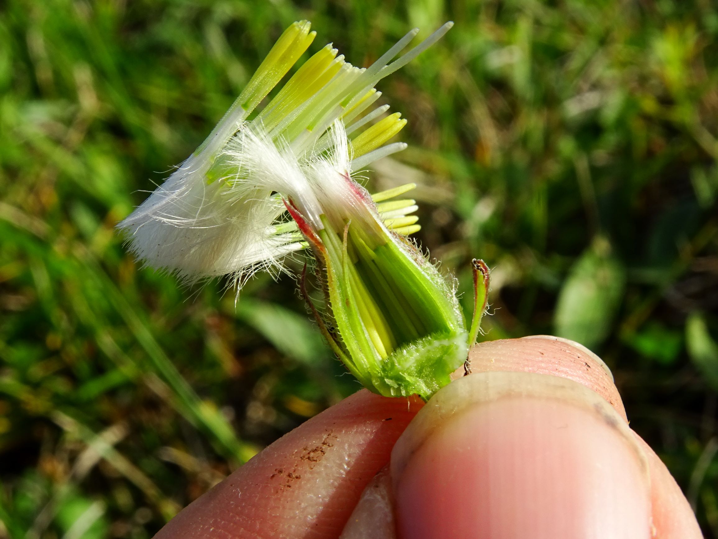 DSC00345 prell-mitte crepis foetida rhoeadifolia.JPG