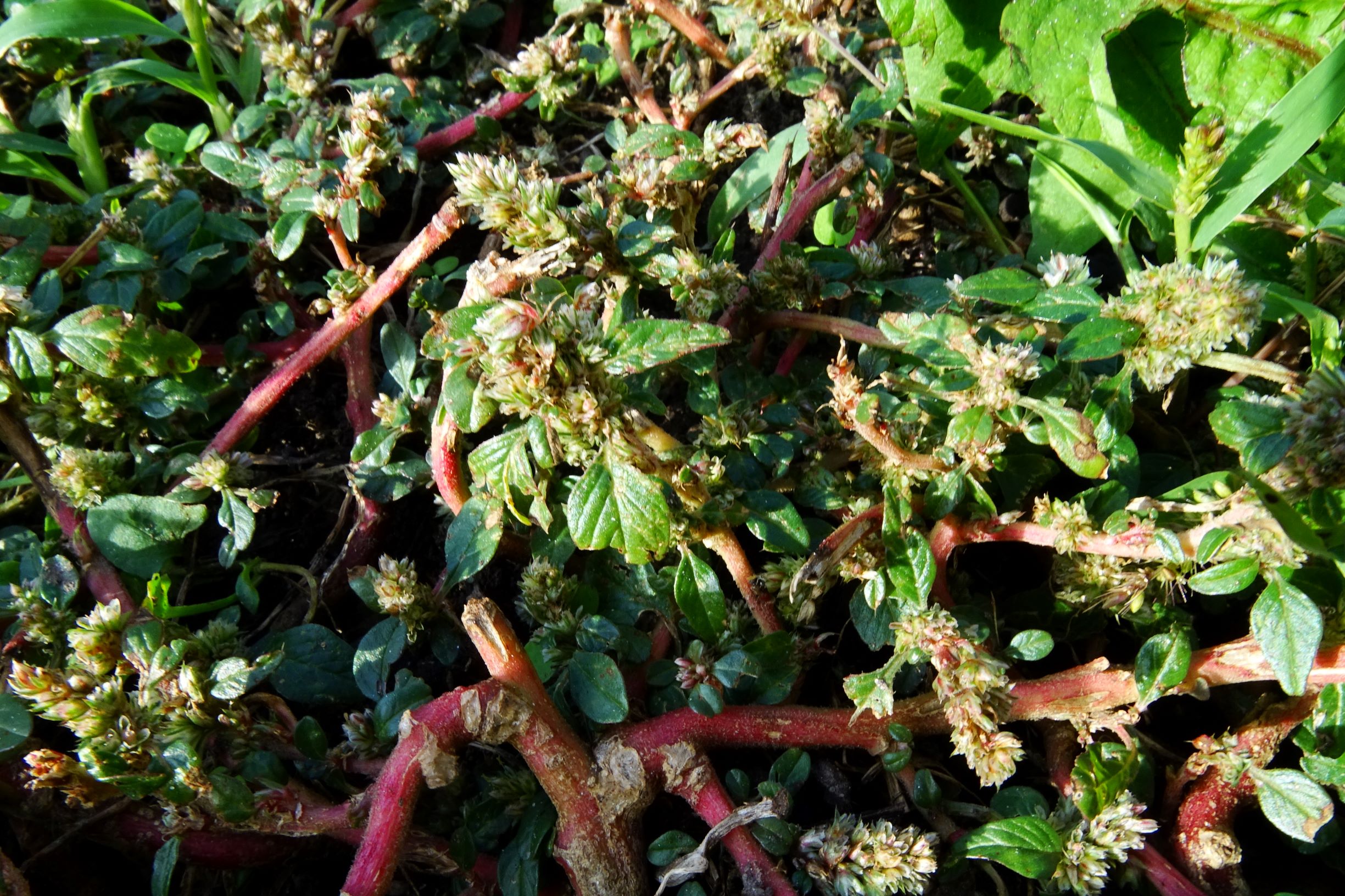 DSC00398 prell-mitte amaranthus sp..JPG