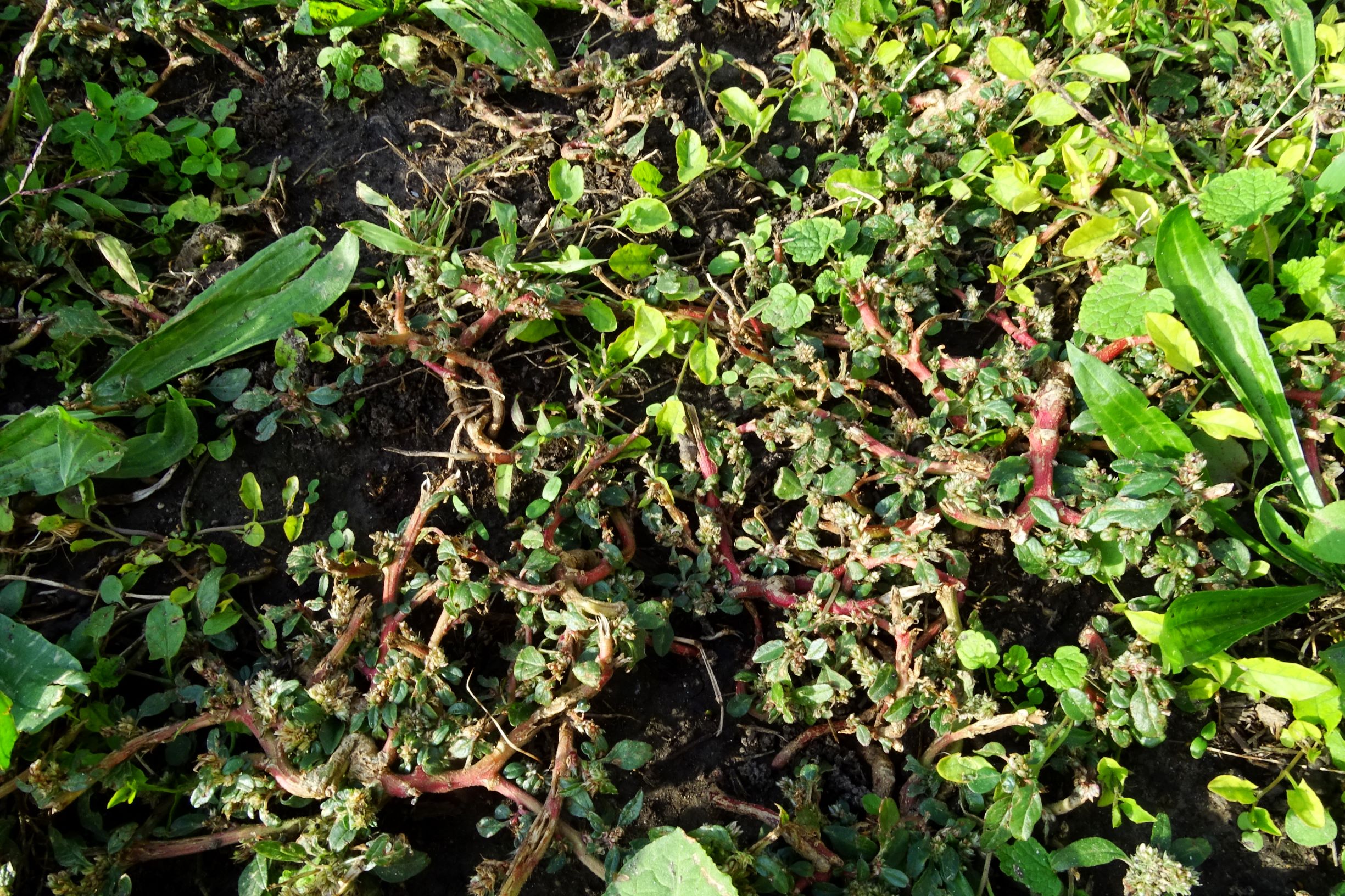 DSC00400 prell-mitte amaranthus sp..JPG