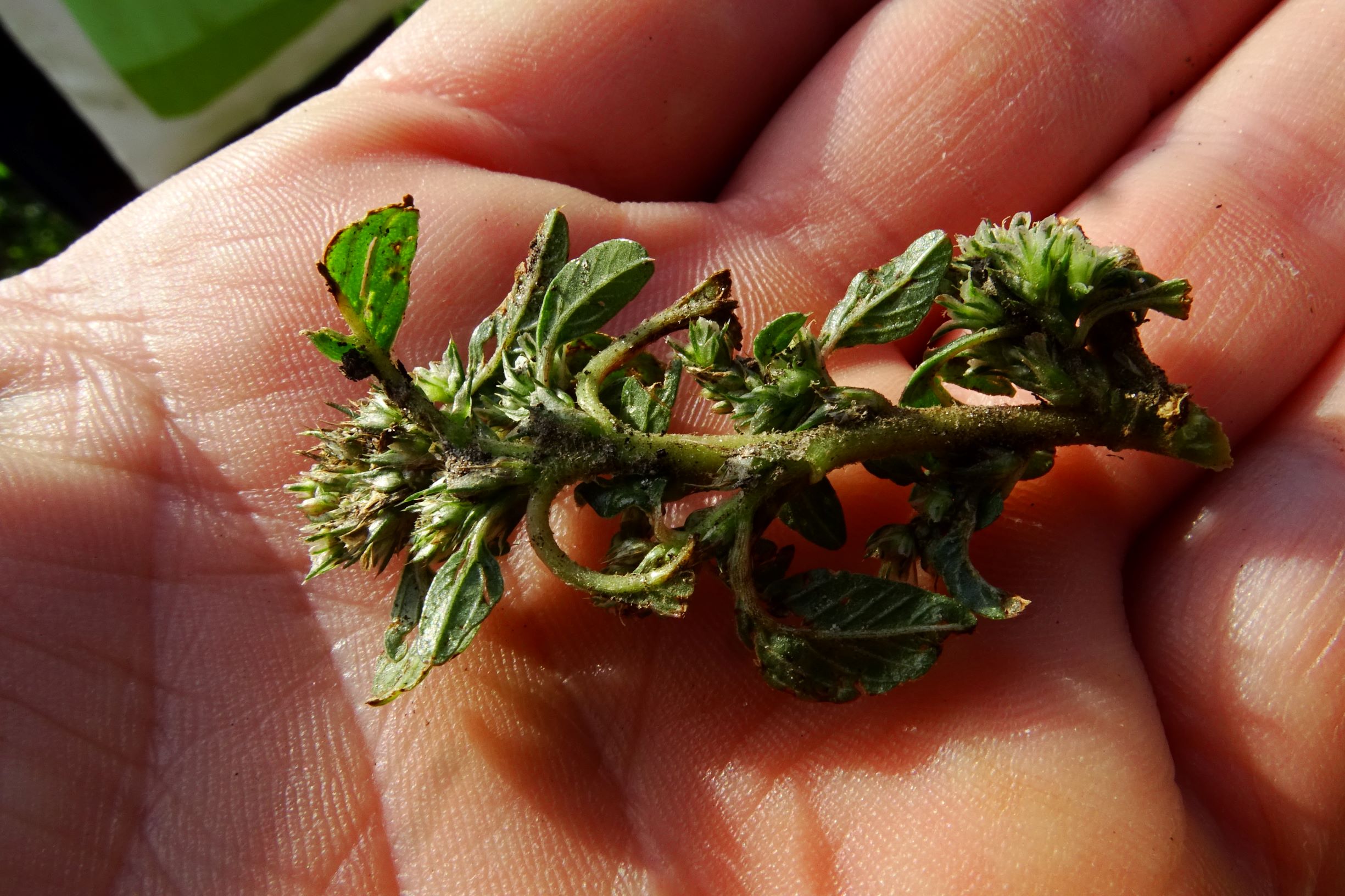 DSC00402 prell-mitte amaranthus sp..JPG
