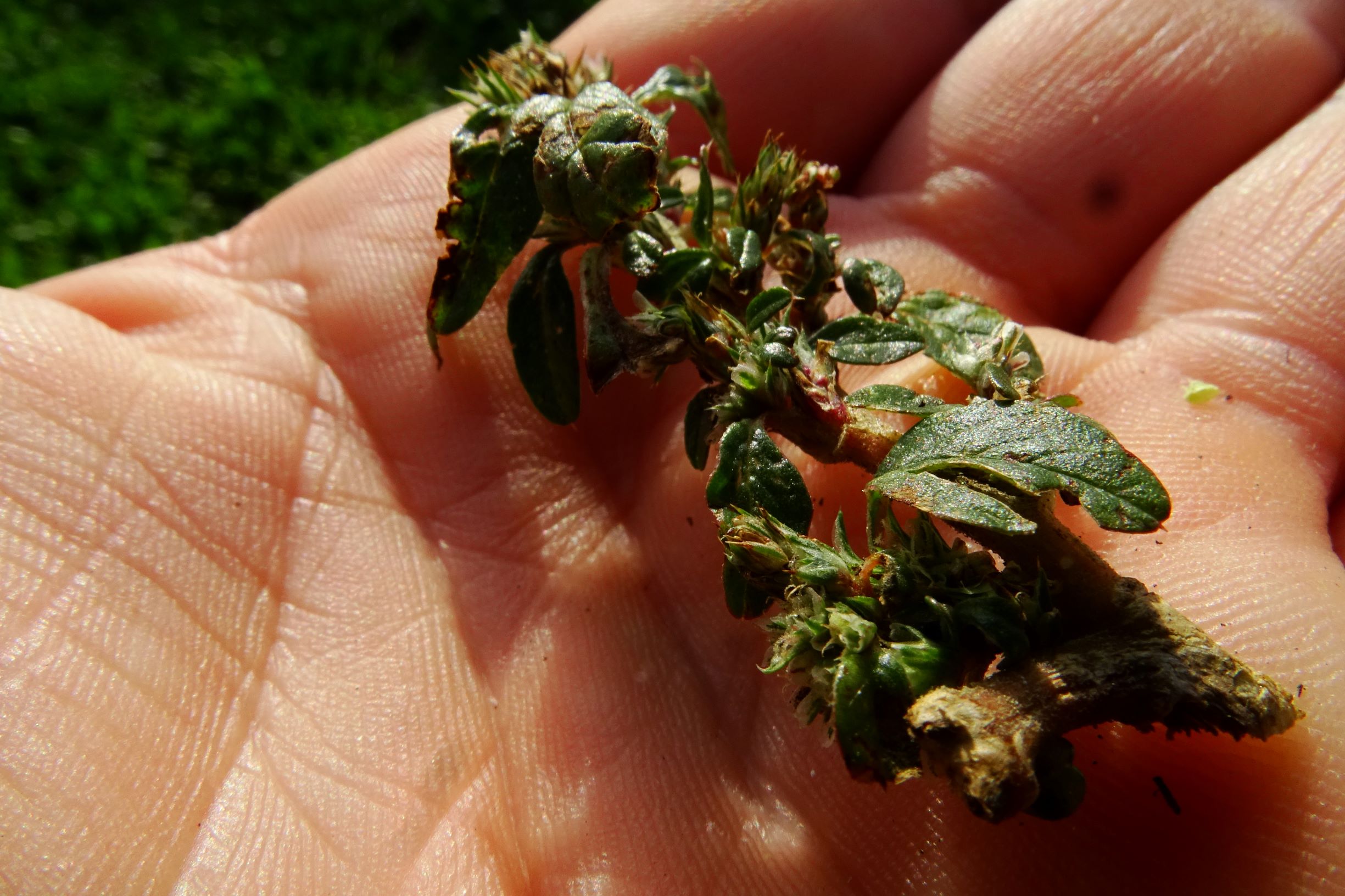 DSC00403 prell-mitte amaranthus sp..JPG