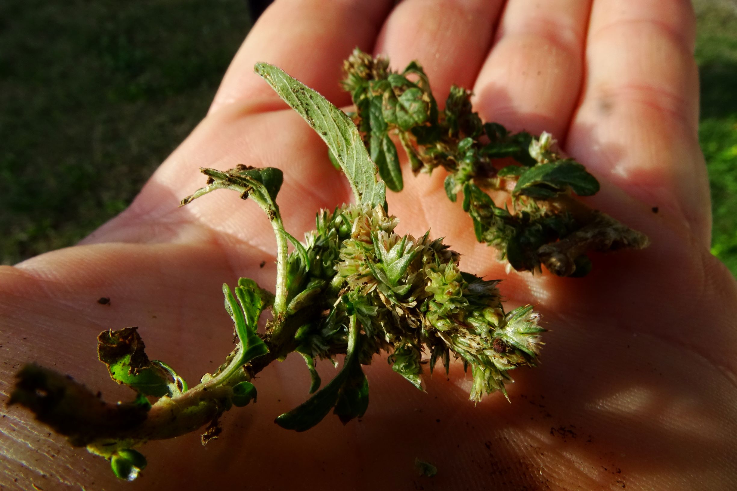 DSC00407 prell-mitte amaranthus sp..JPG