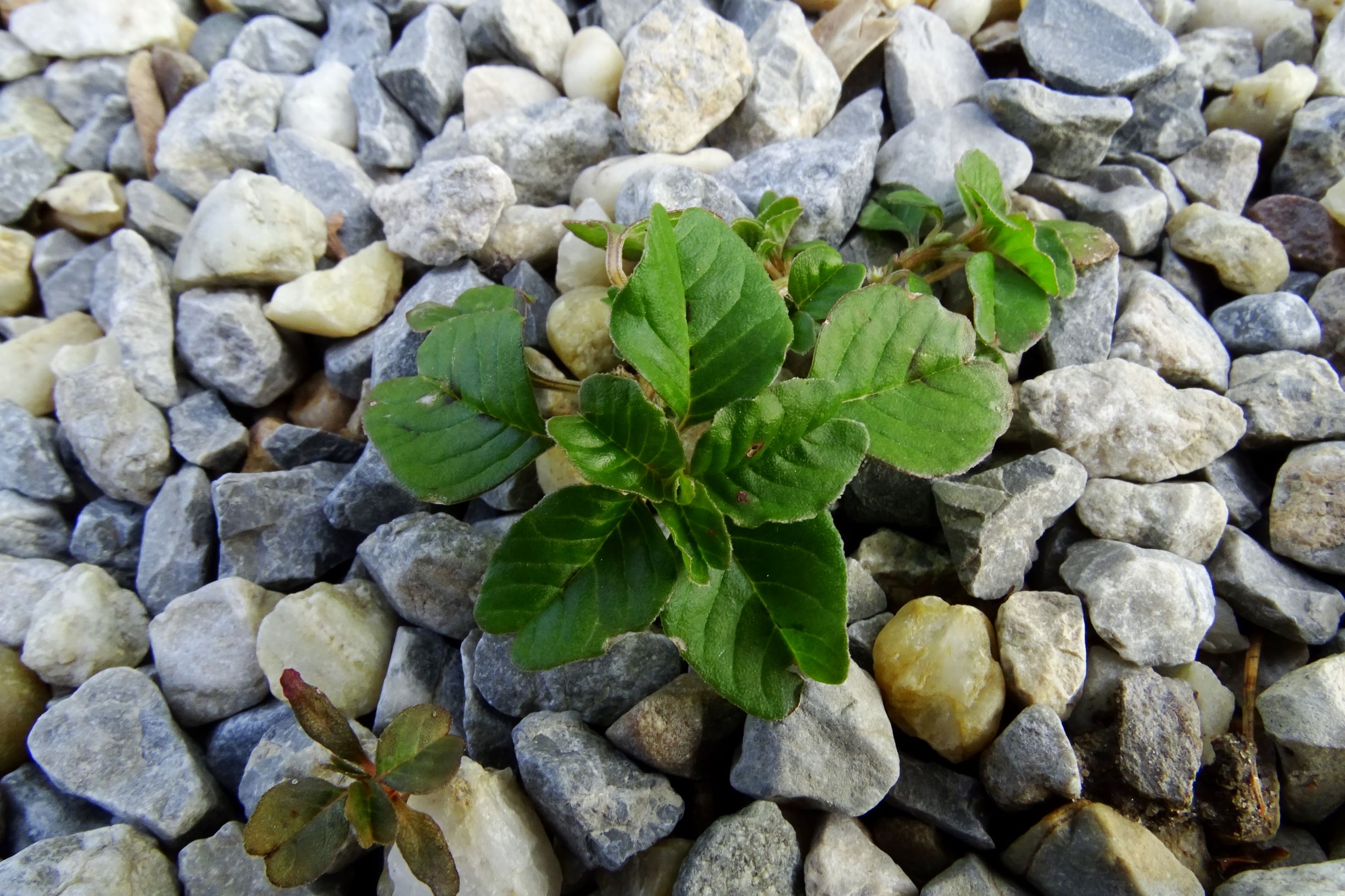 DSC00486 prell-ONO amaranthus sp..JPG