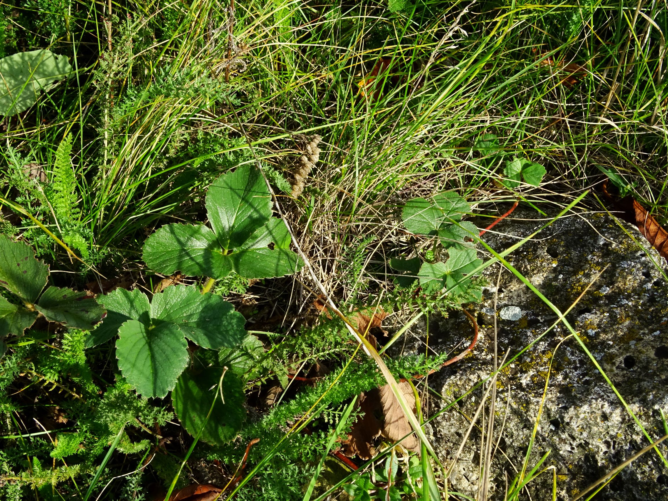 DSC00363 prell-mitte fragaria ananassa.JPG