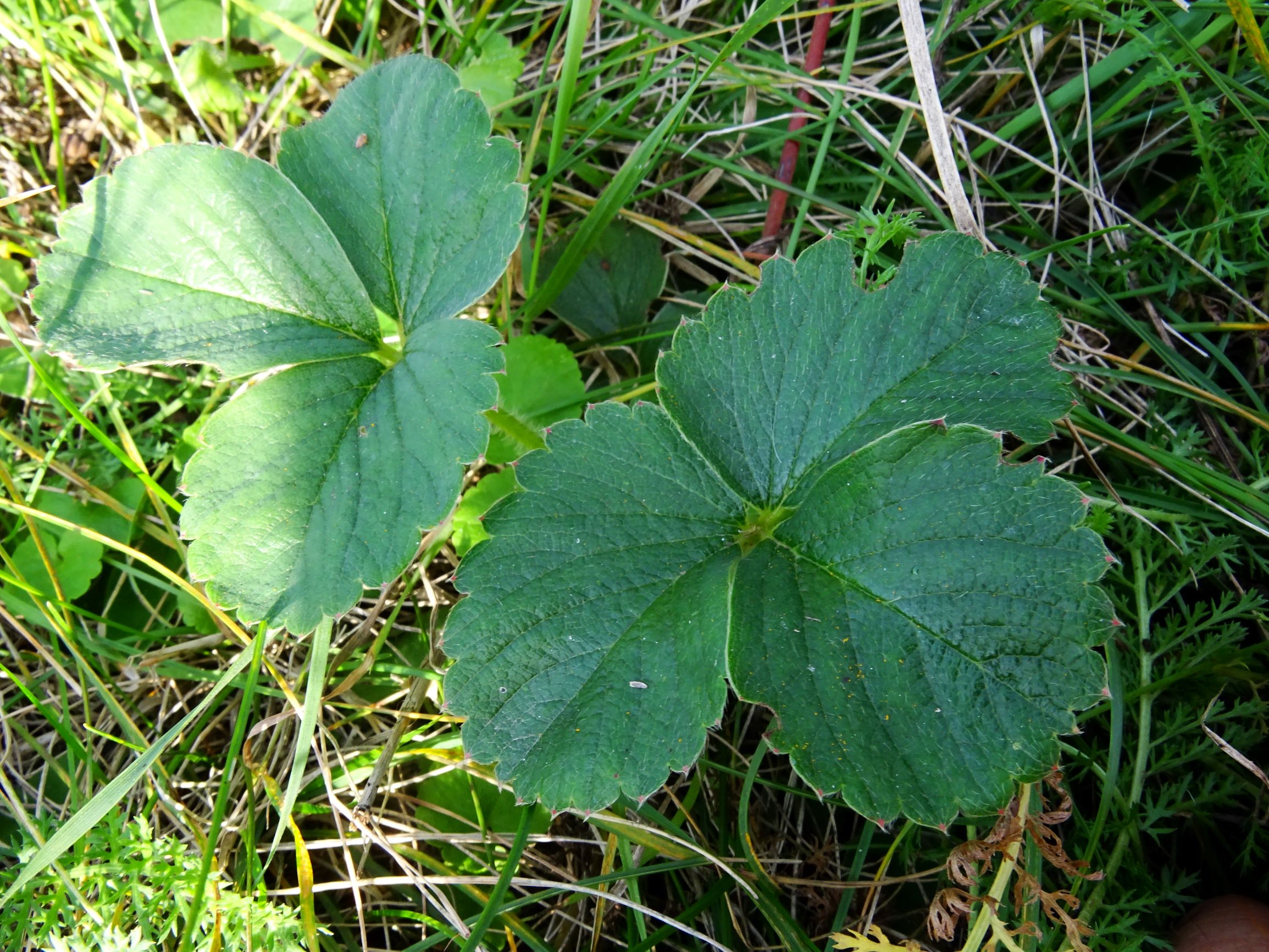 DSC00367 prell-mitte fragaria ananassa.JPG