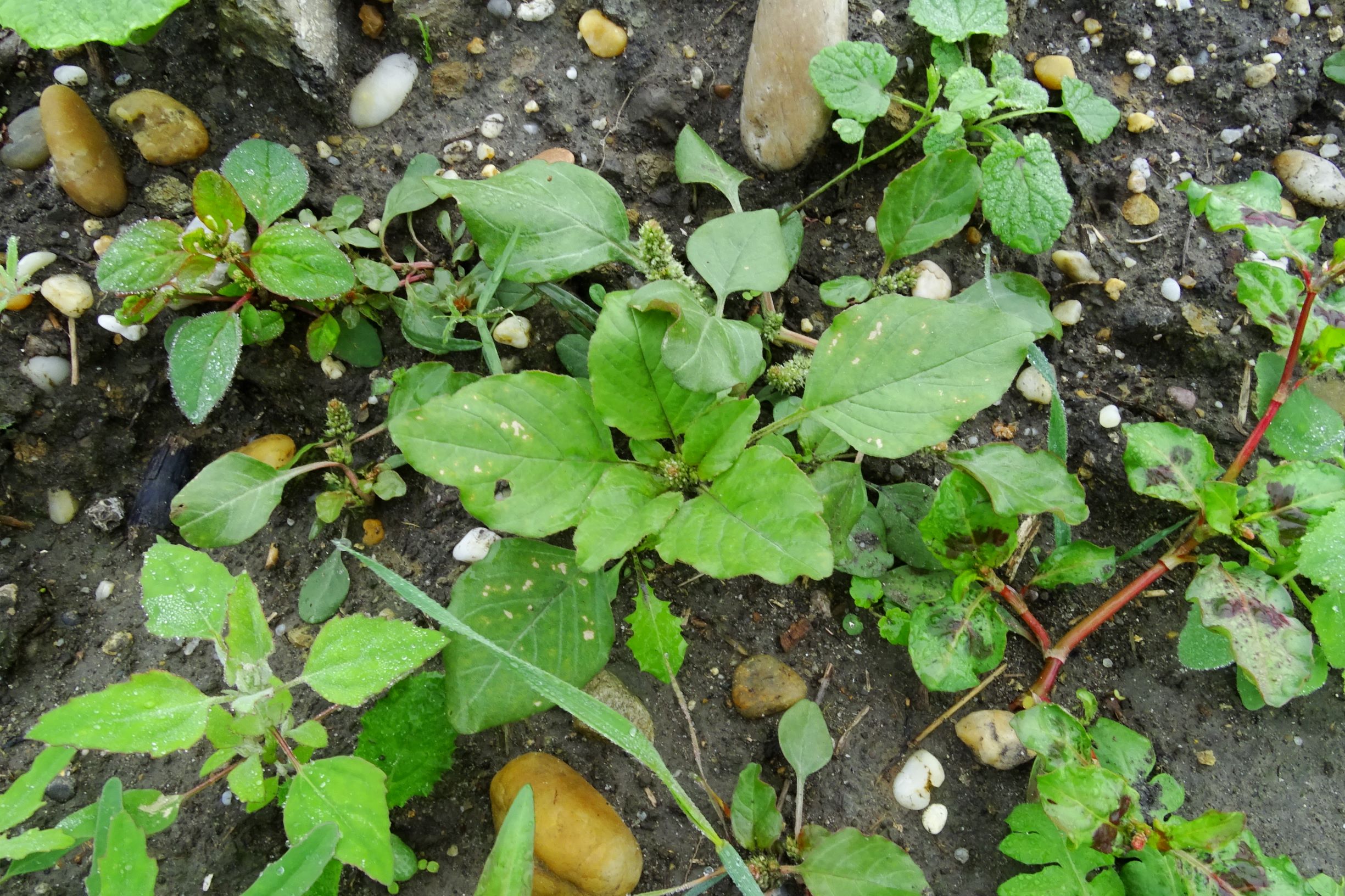 DSC09647 prell-so großbaustelle amaranthus sp. etc.JPG