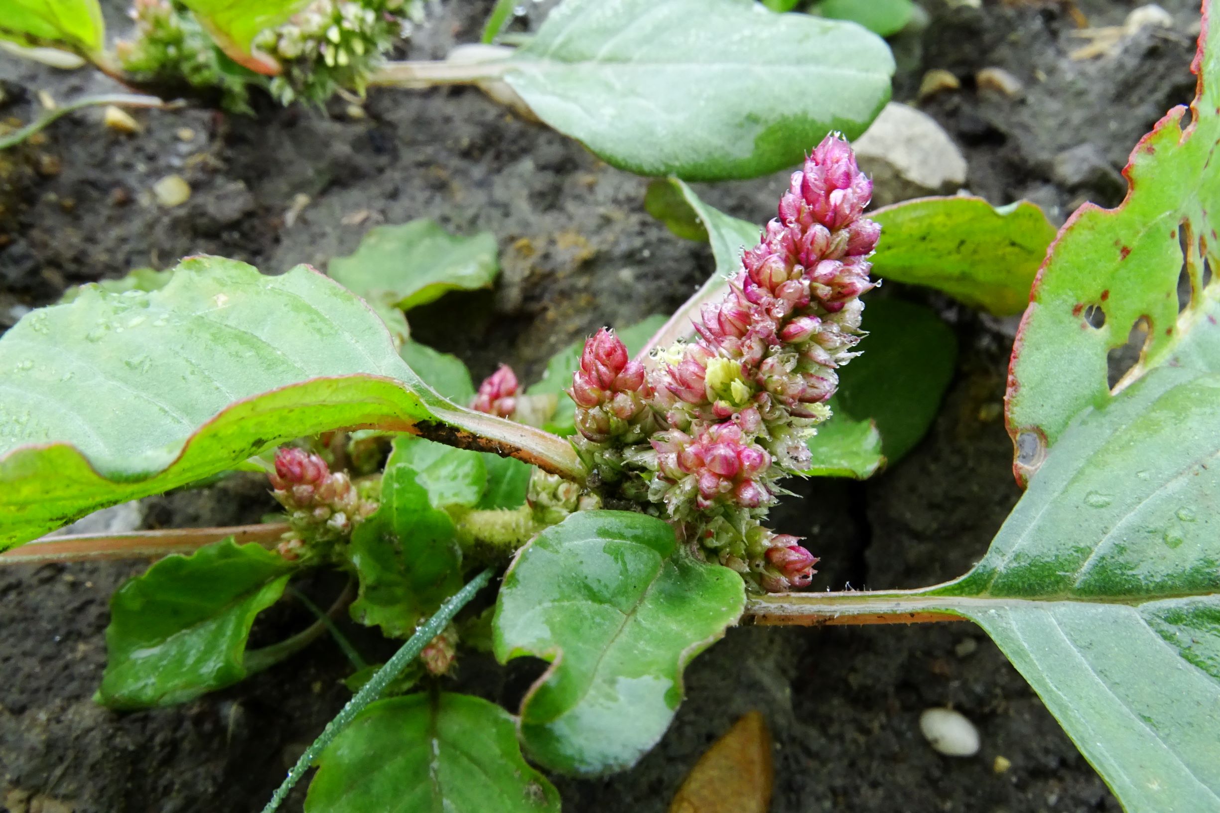 DSC09658 prell-so amaranthus sp..JPG