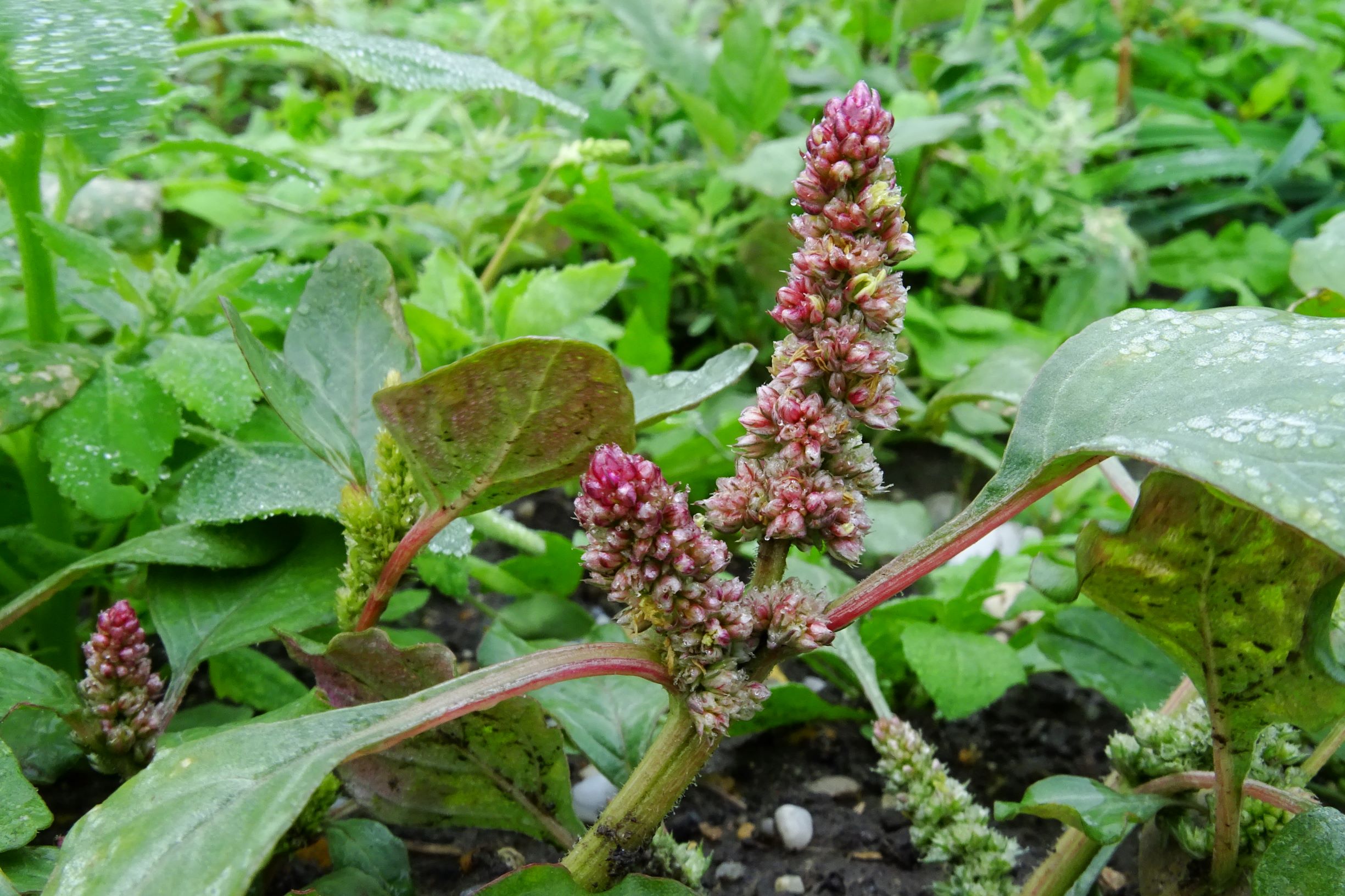 DSC09660 prell-so amaranthus sp..JPG