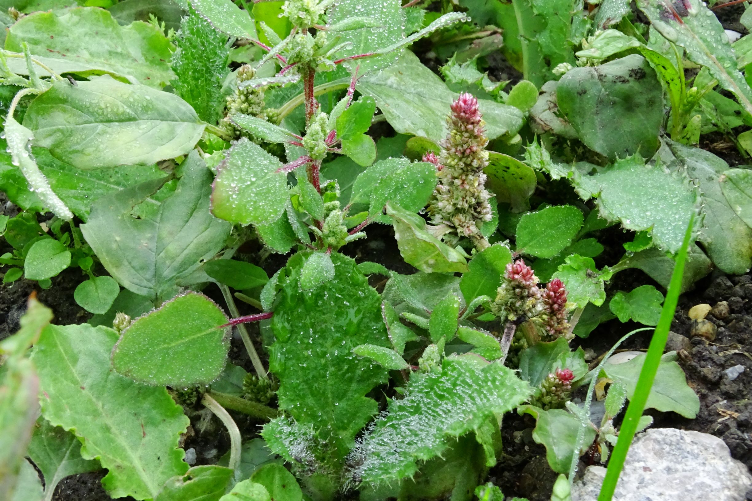 DSC09668 prell-so großbaustelle amaranthus sp. etc..JPG