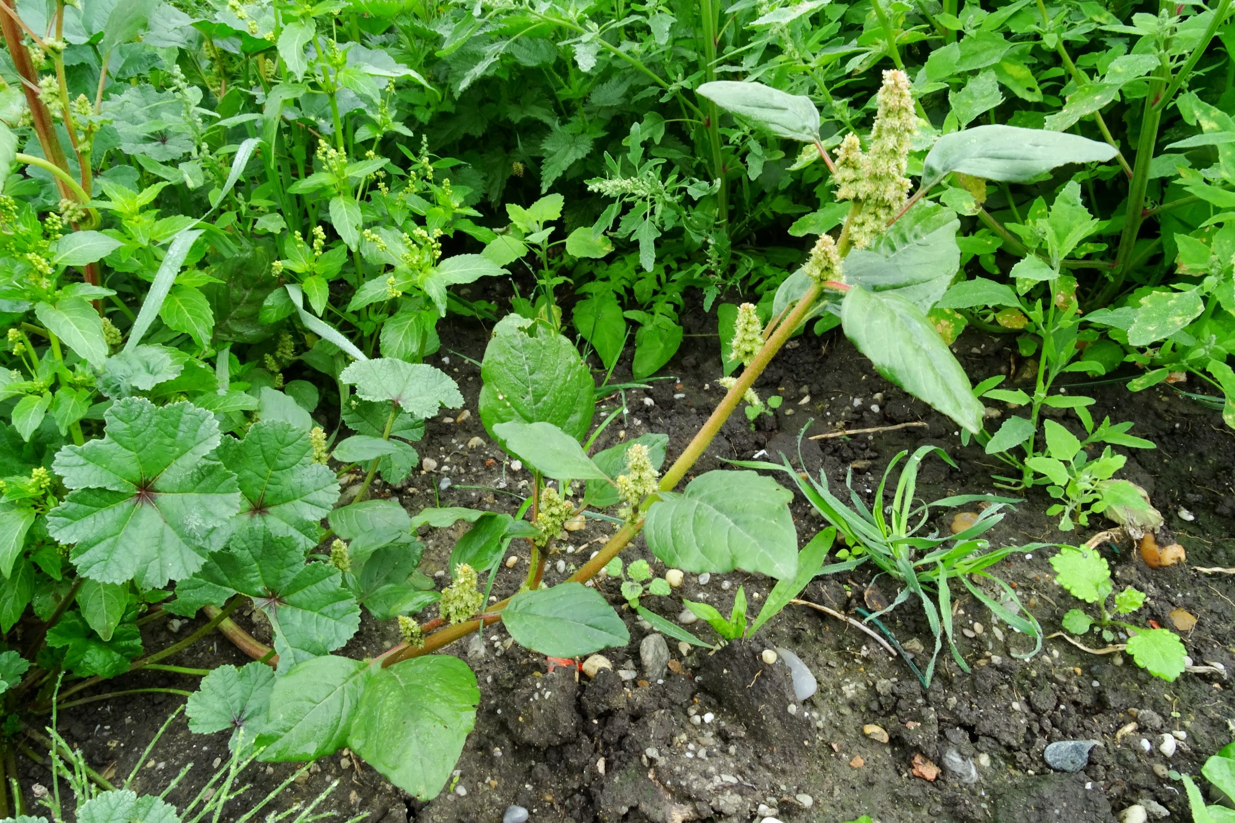 DSC09726 prell-so großbaustelle amaranthus sp..JPG