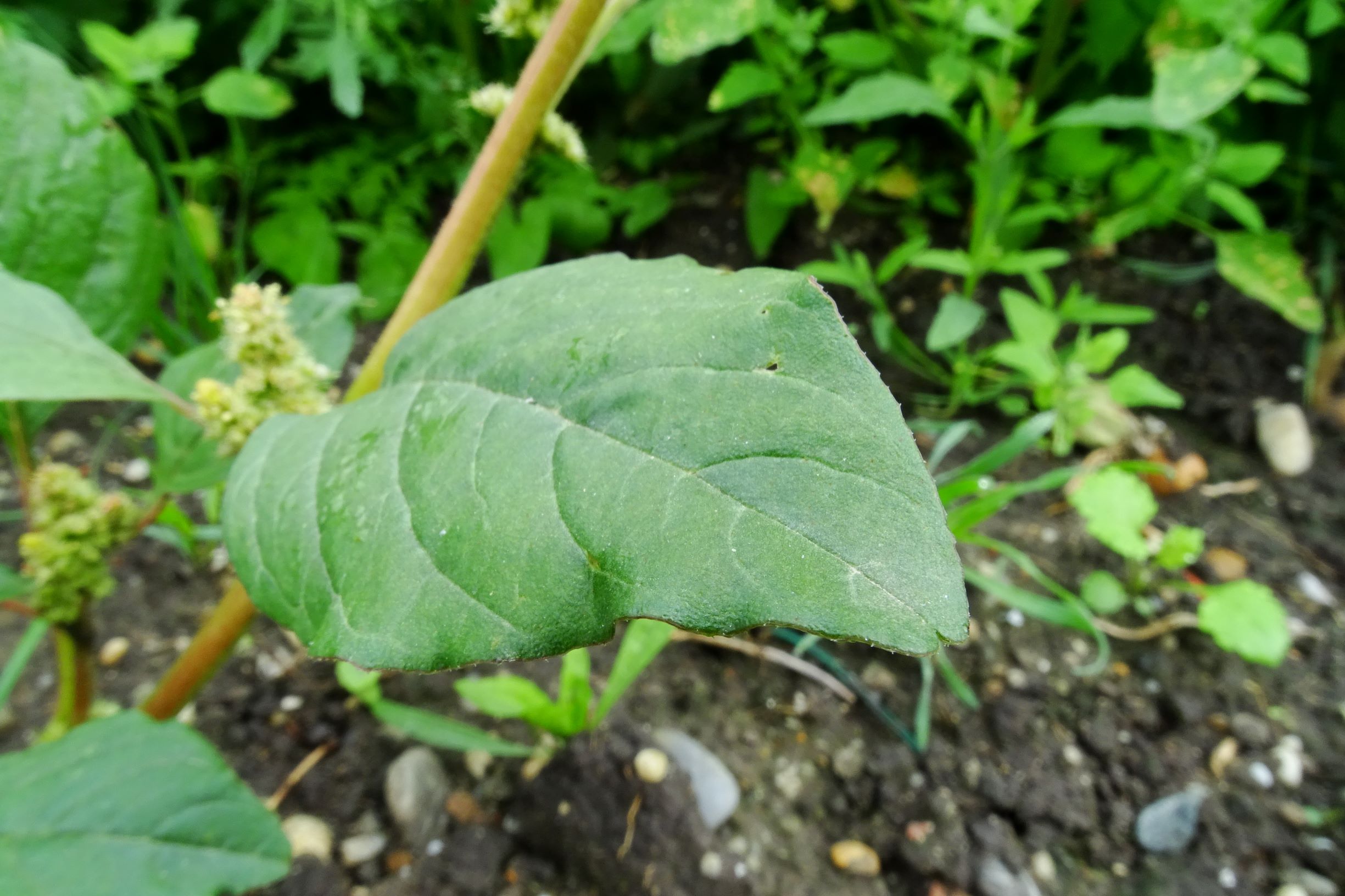 DSC09727 prell-so großbaustelle amaranthus sp..JPG