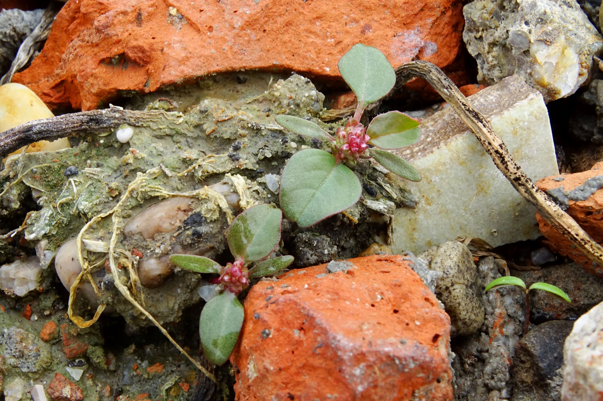 DSC09748 prell-so großbaustelle amaranthus sp..JPG