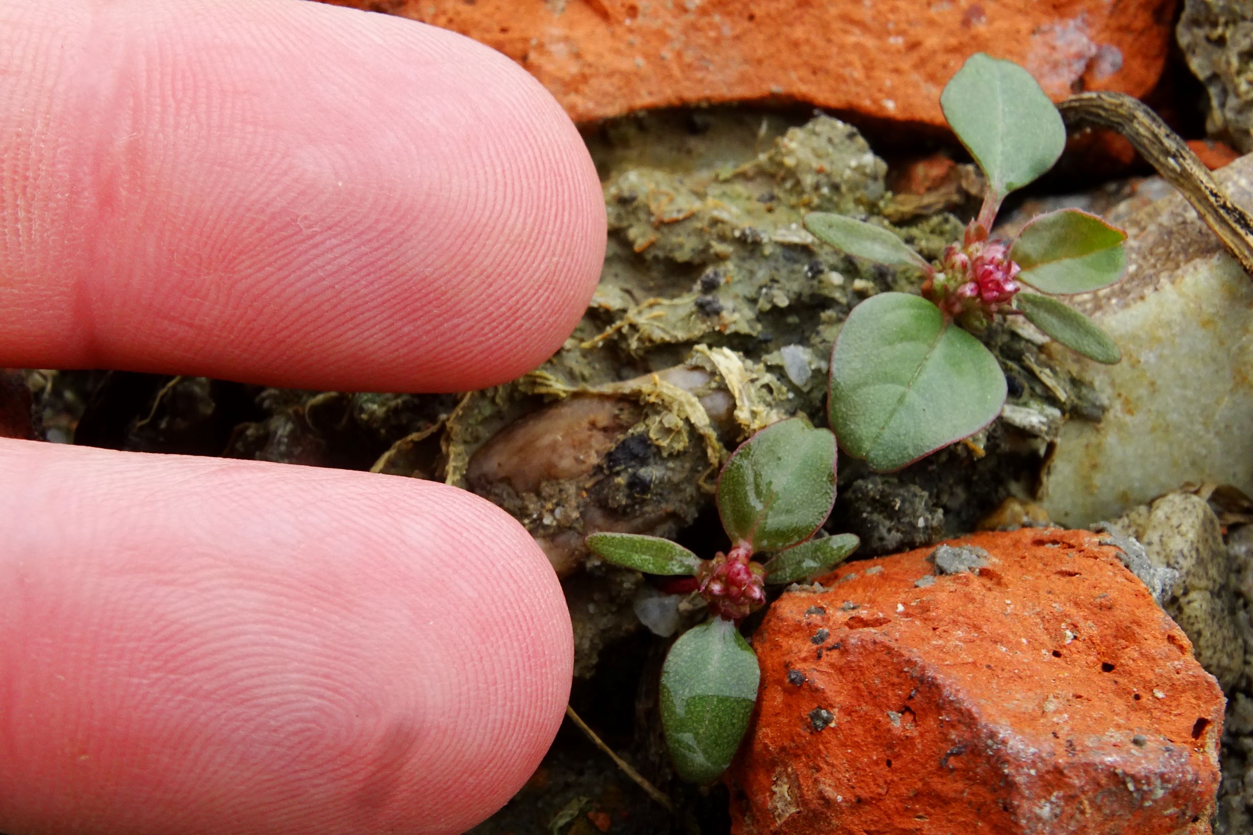 DSC09749 prell-so großbaustelle amaranthus sp..JPG