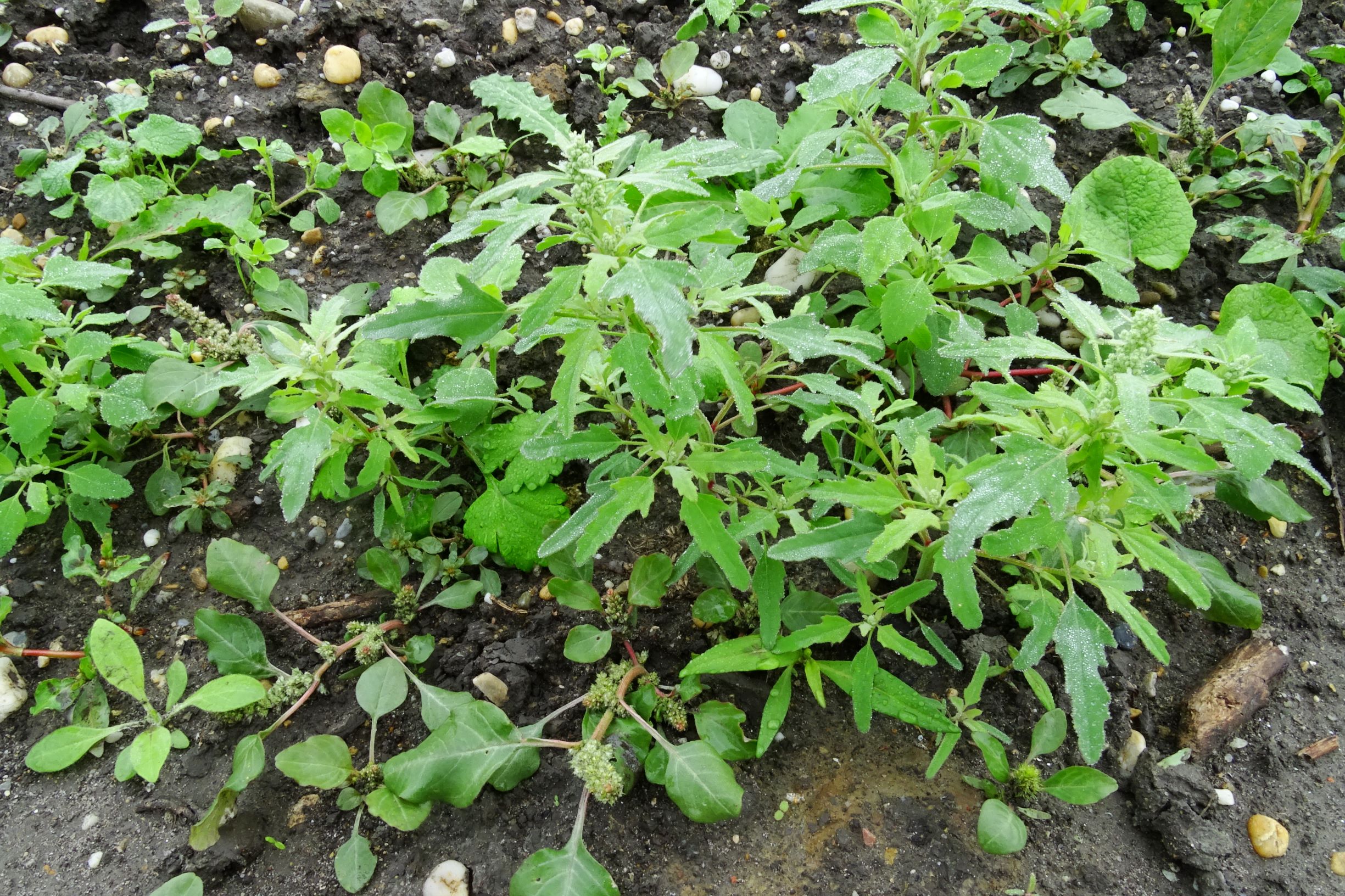 DSC09641 prell-so großbaustelle chenopodium ficifolium, amaranthus sp.JPG