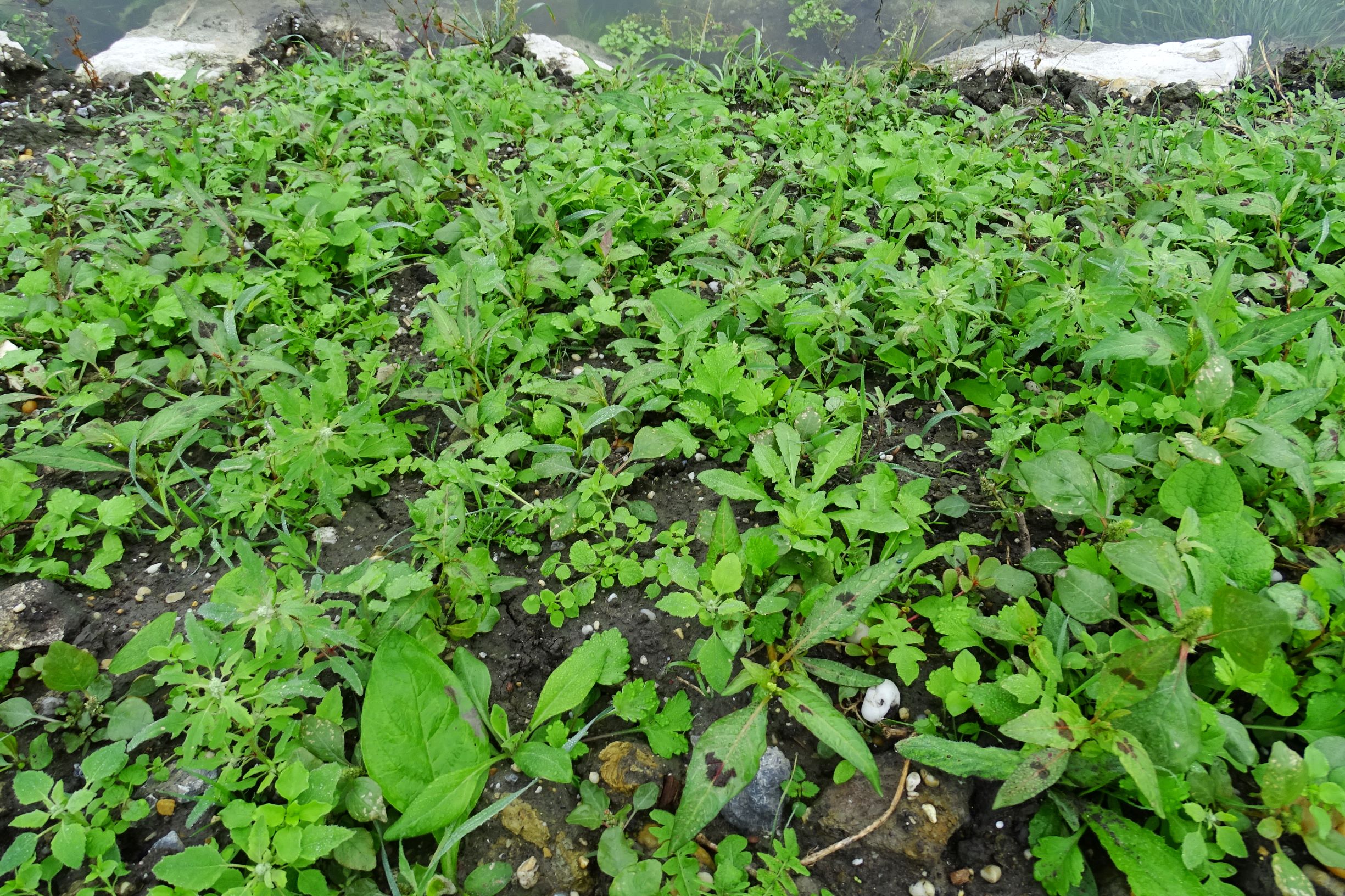 DSC09648 prell-so großbaustelle persicaria lapathifolia, chenopodium ficifolium, amaranthus sp. div. etc.JPG