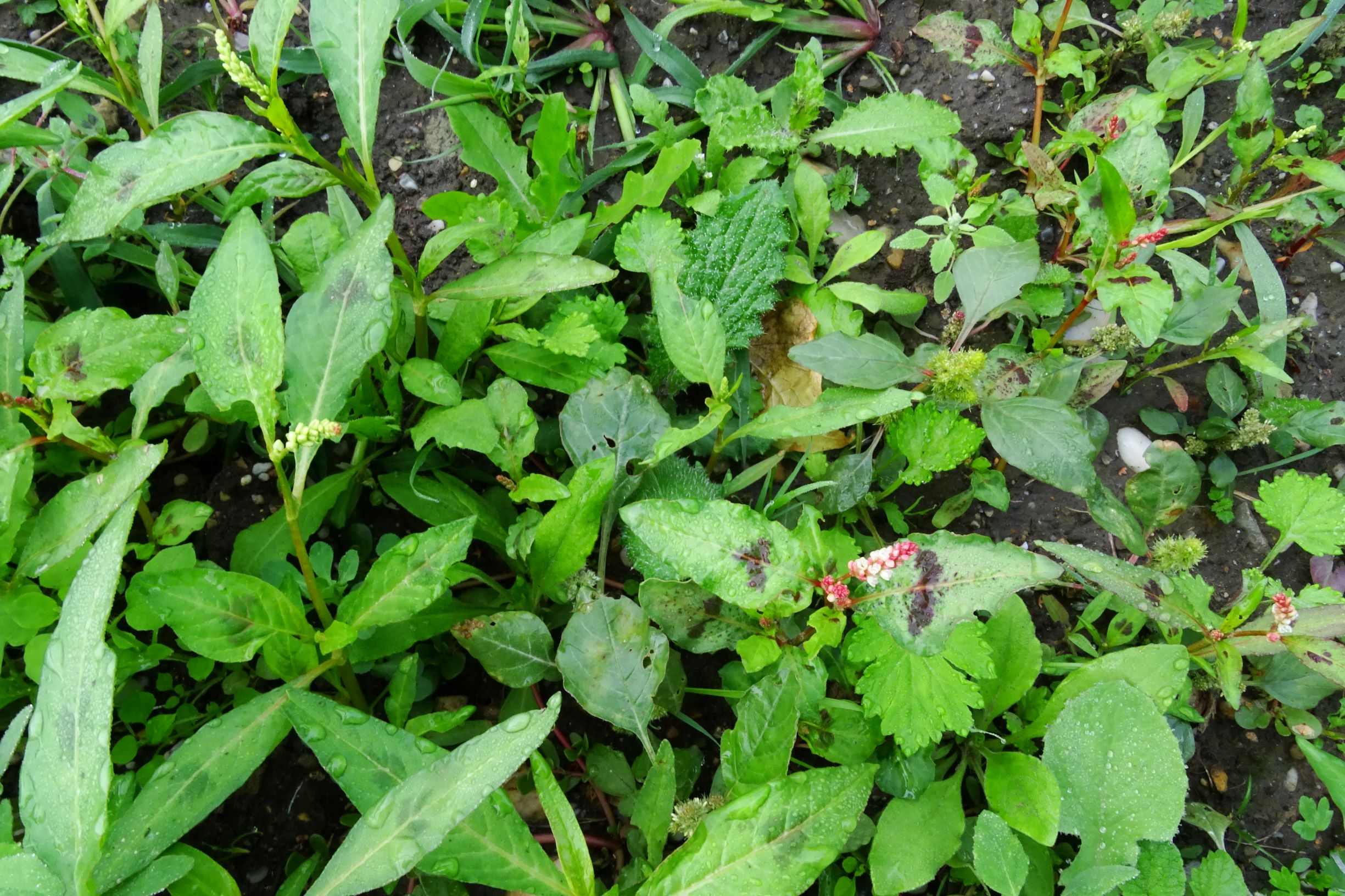 DSC09670 prell-so großbaustelle persicaria lapathifolia variabel etc .JPG